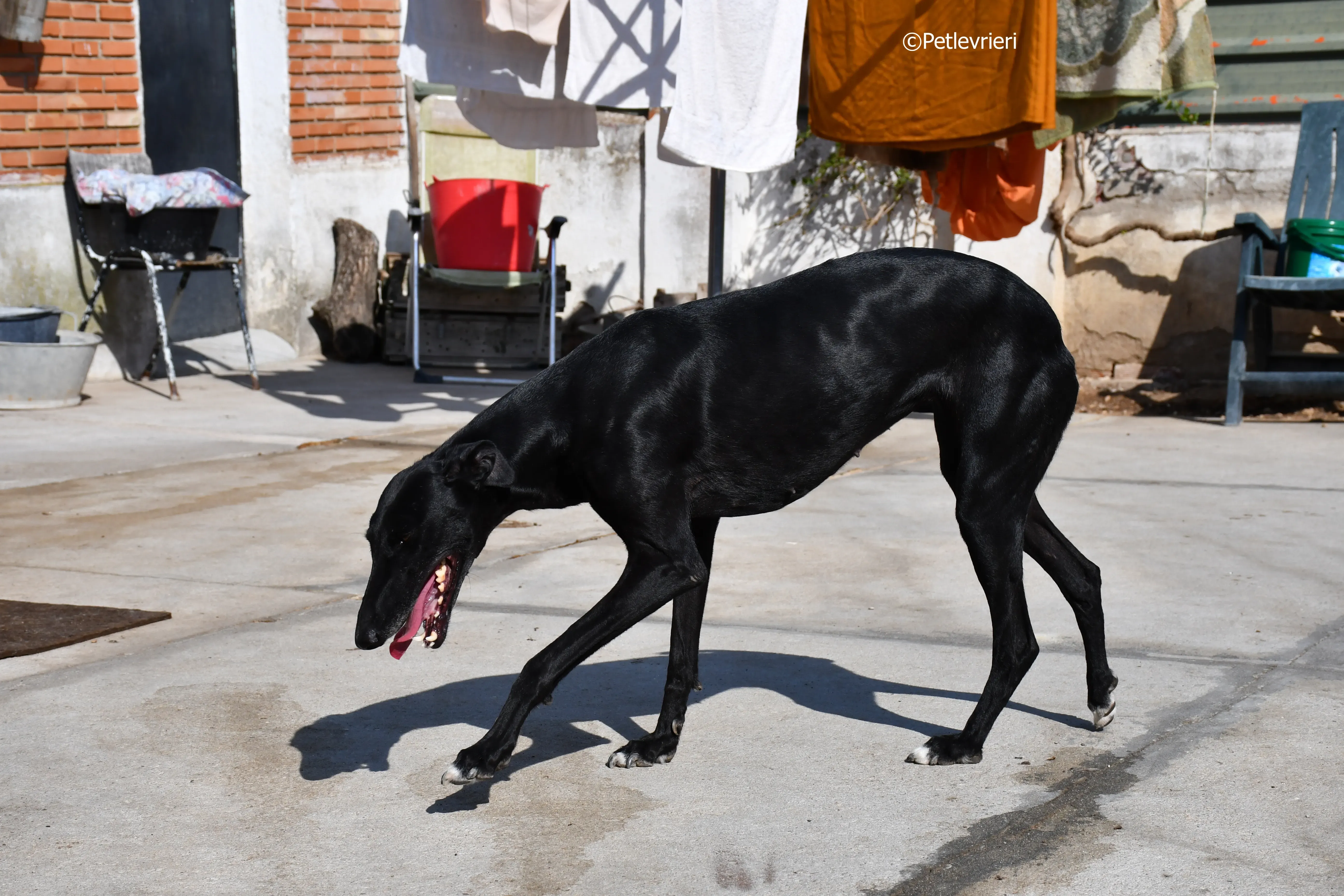 lila adozione levrieri galgo 2