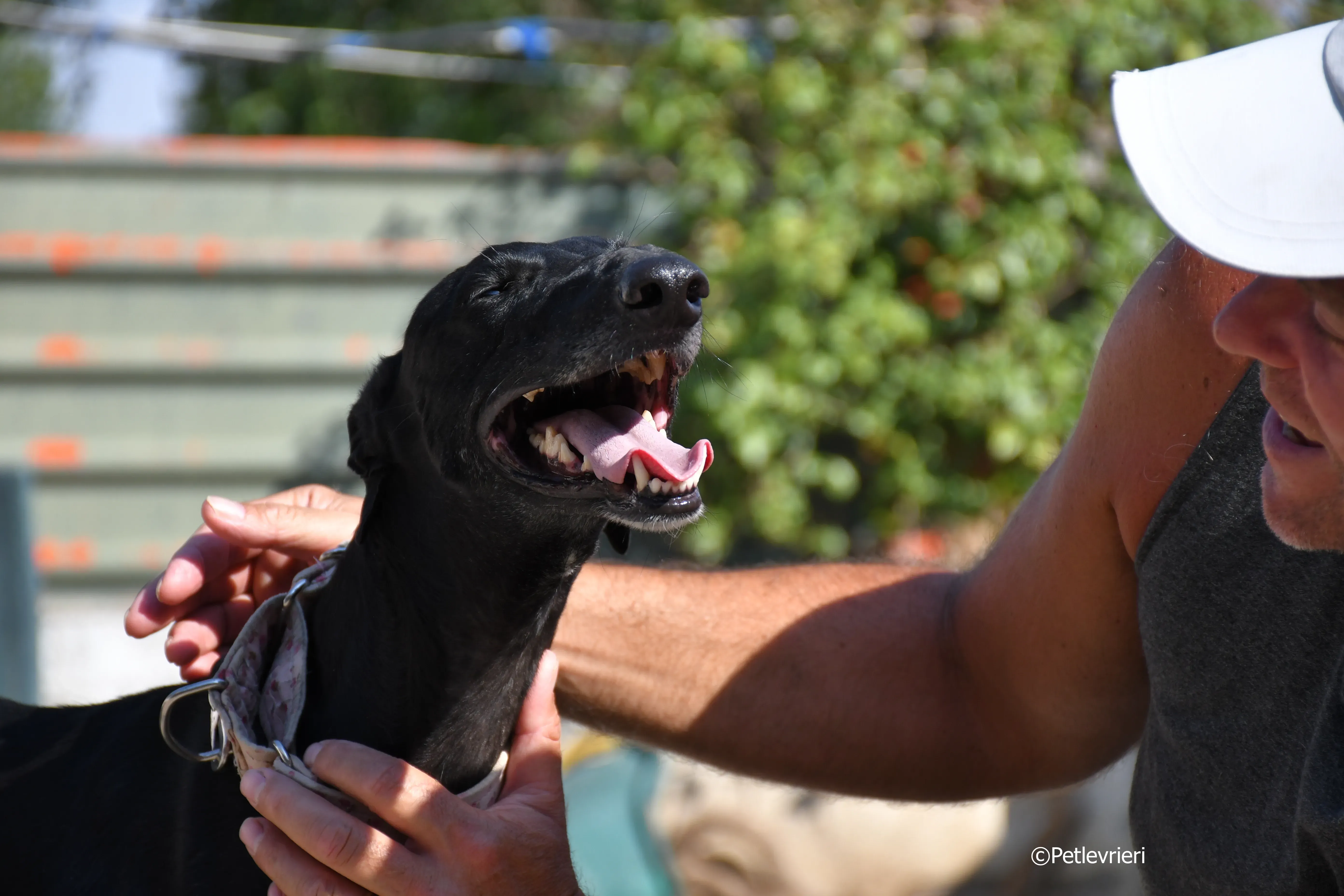 lila adozione levrieri galgo 20