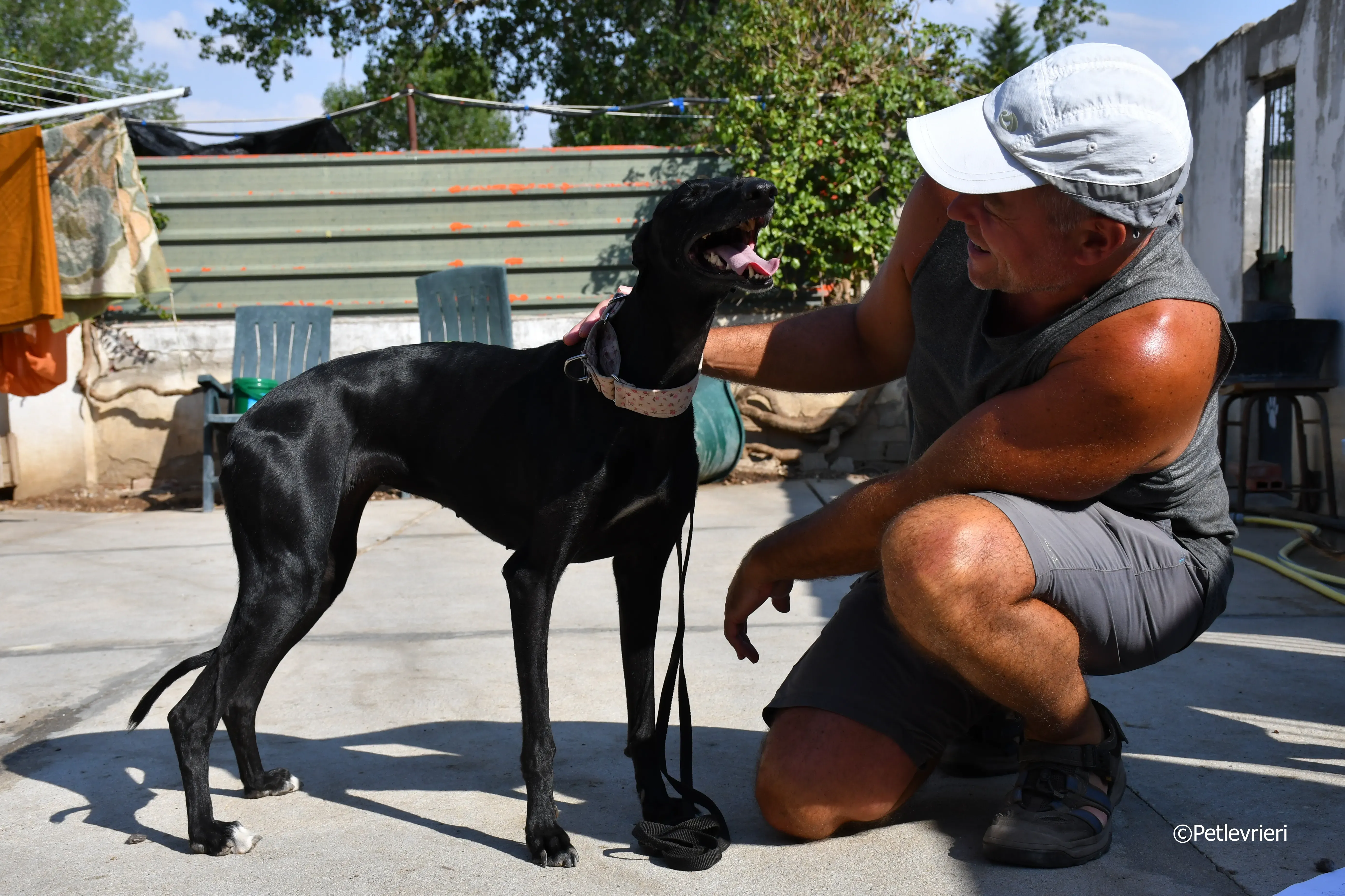 lila adozione levrieri galgo 21