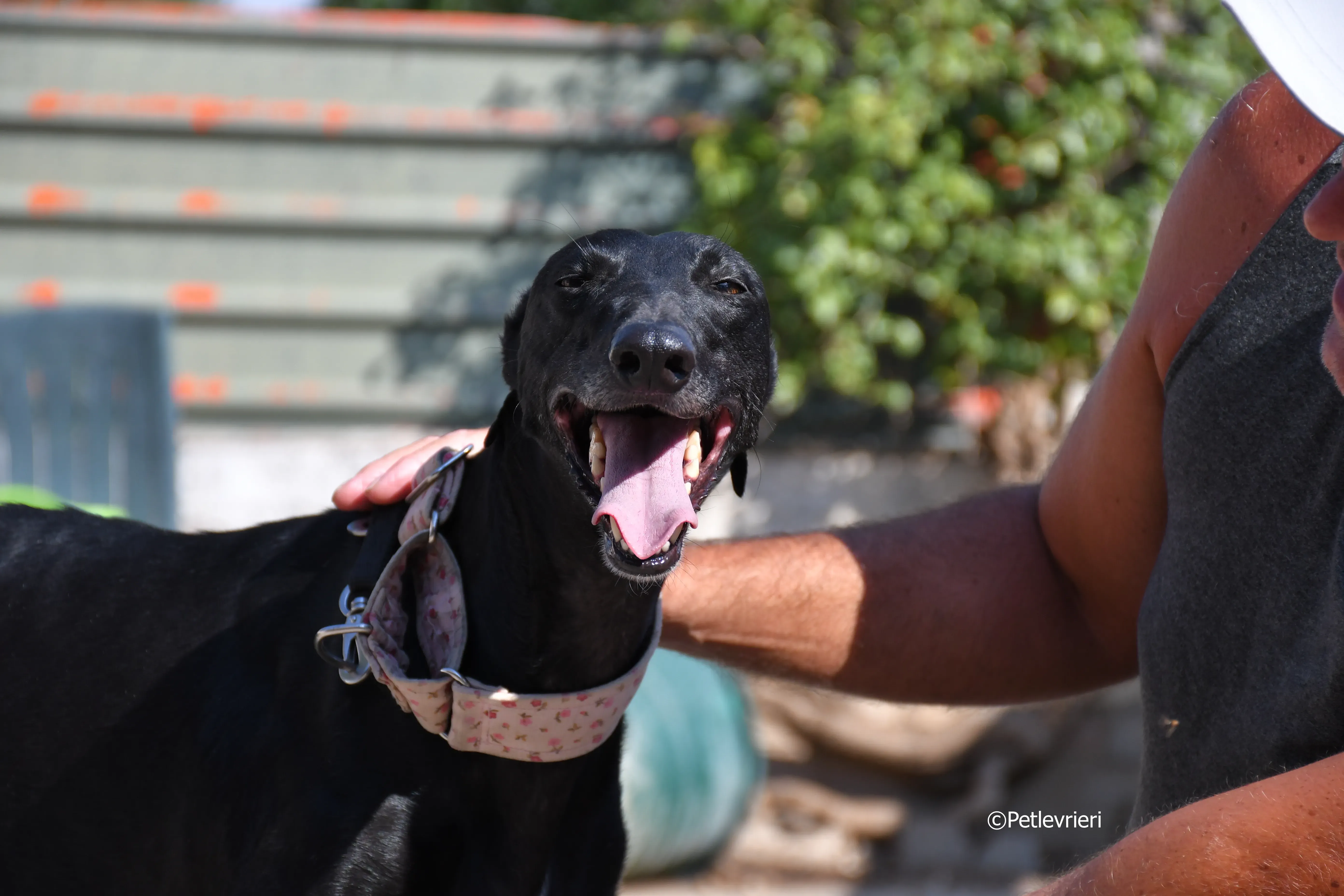 lila adozione levrieri galgo 22