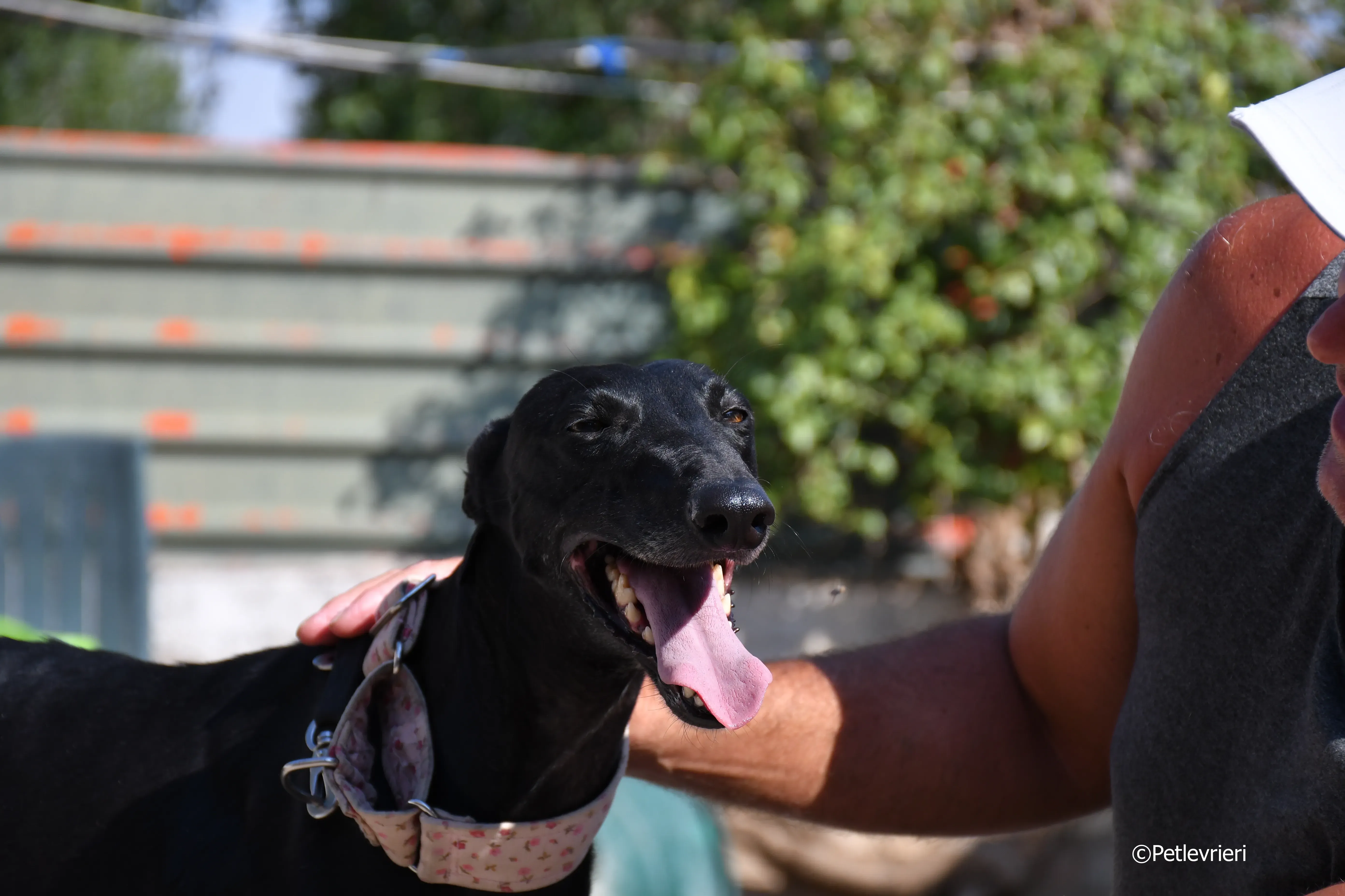 lila adozione levrieri galgo 23