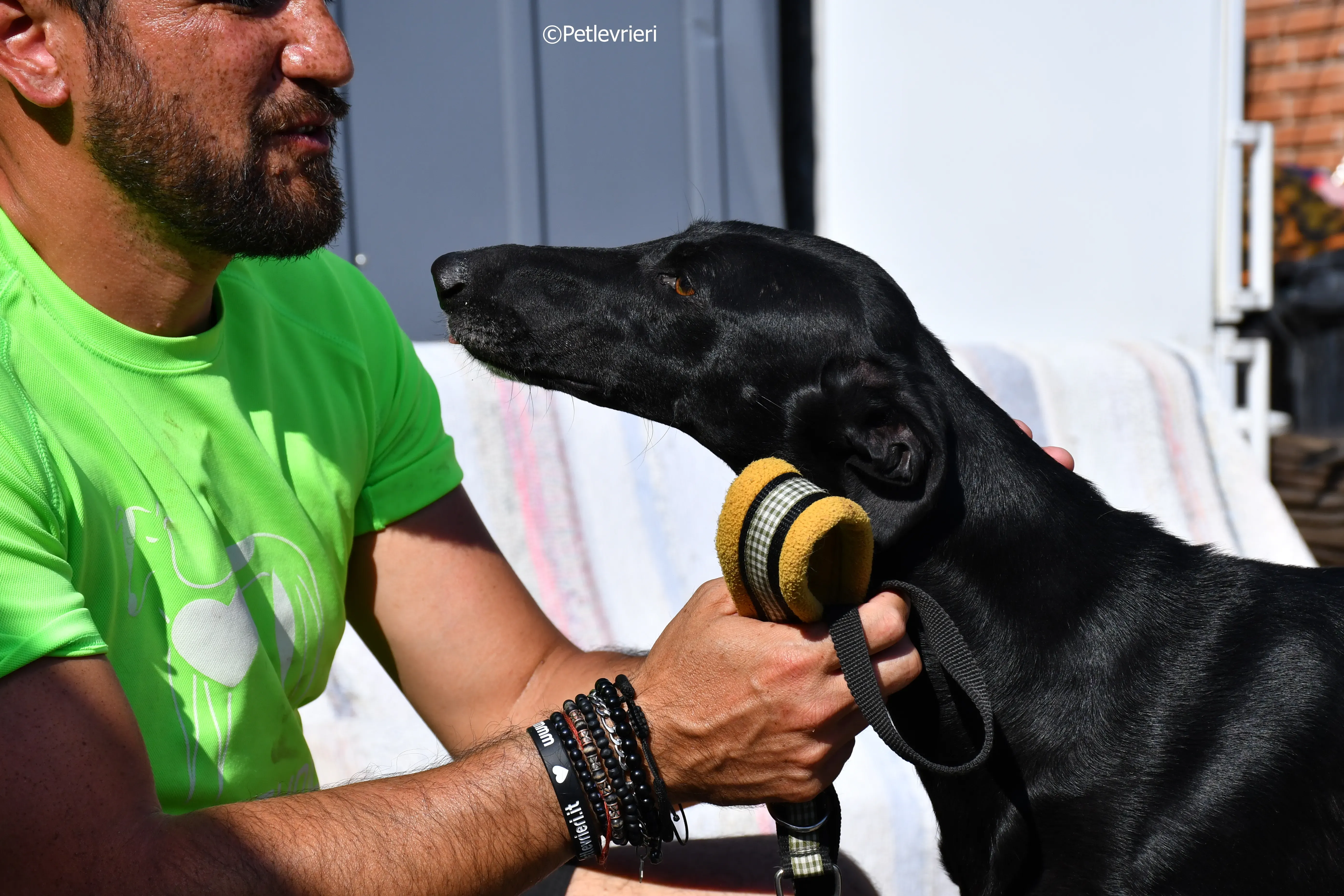 lila adozione levrieri galgo 3