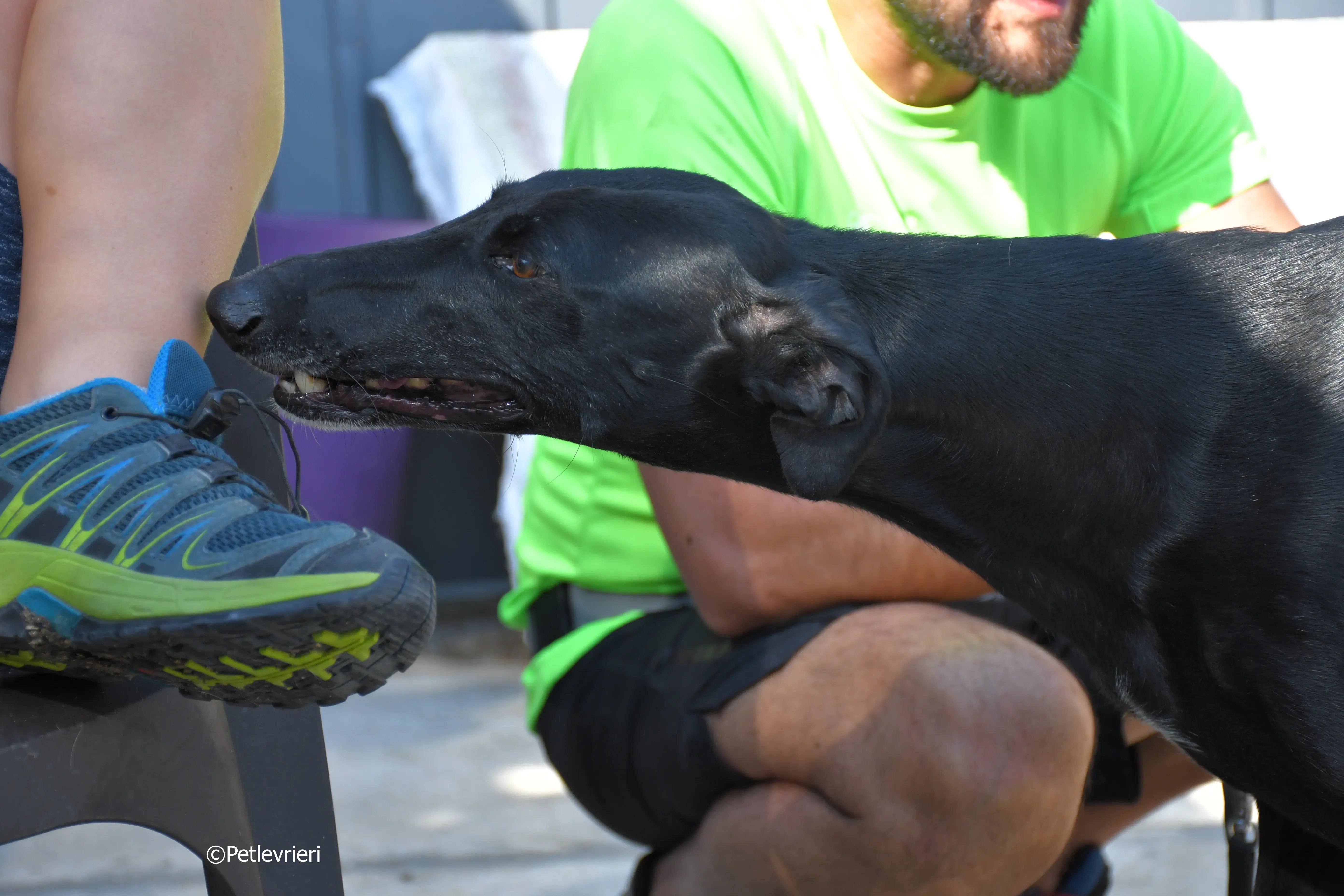 lila adozione levrieri galgo 4