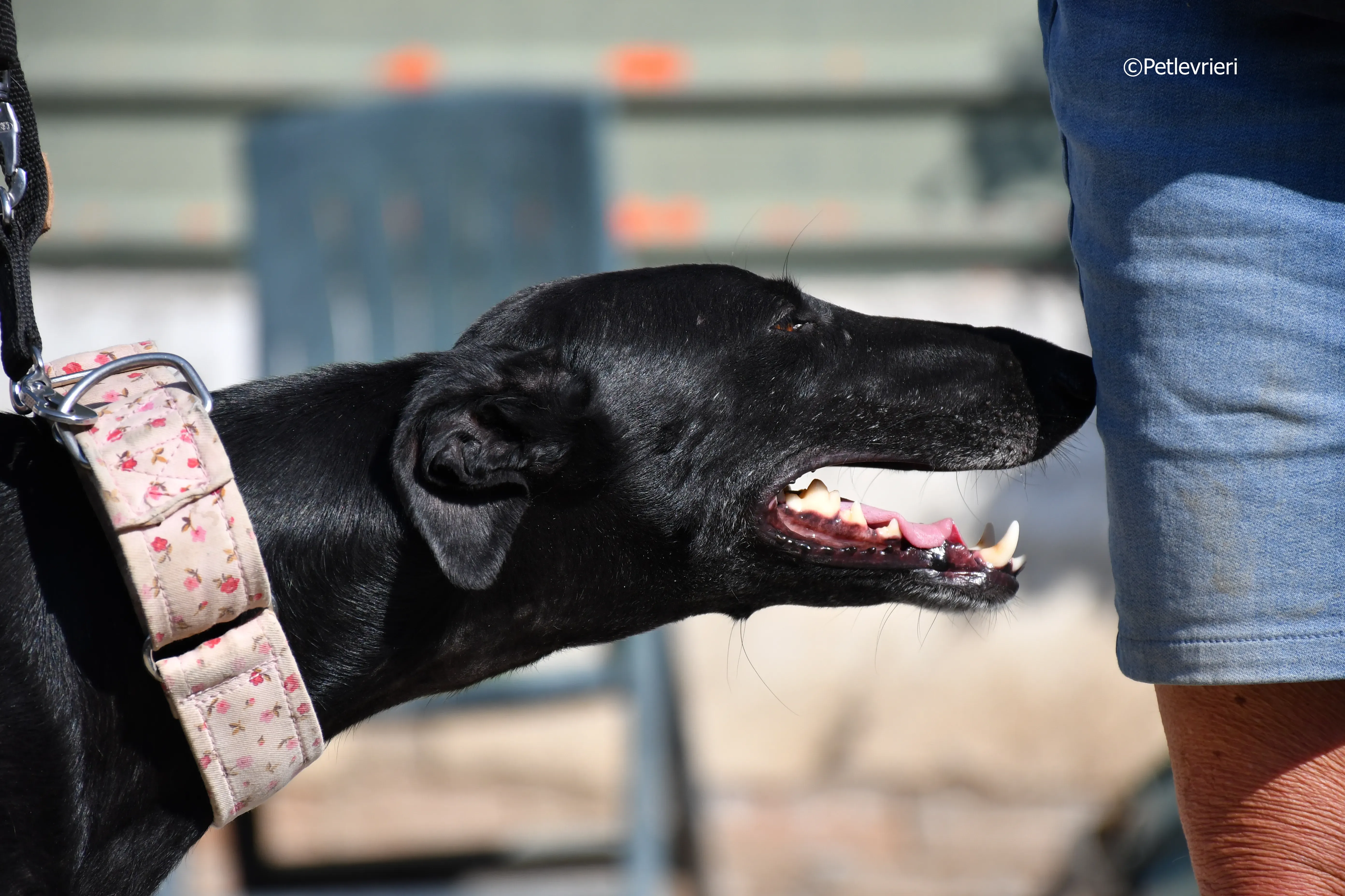 lila adozione levrieri galgo 7