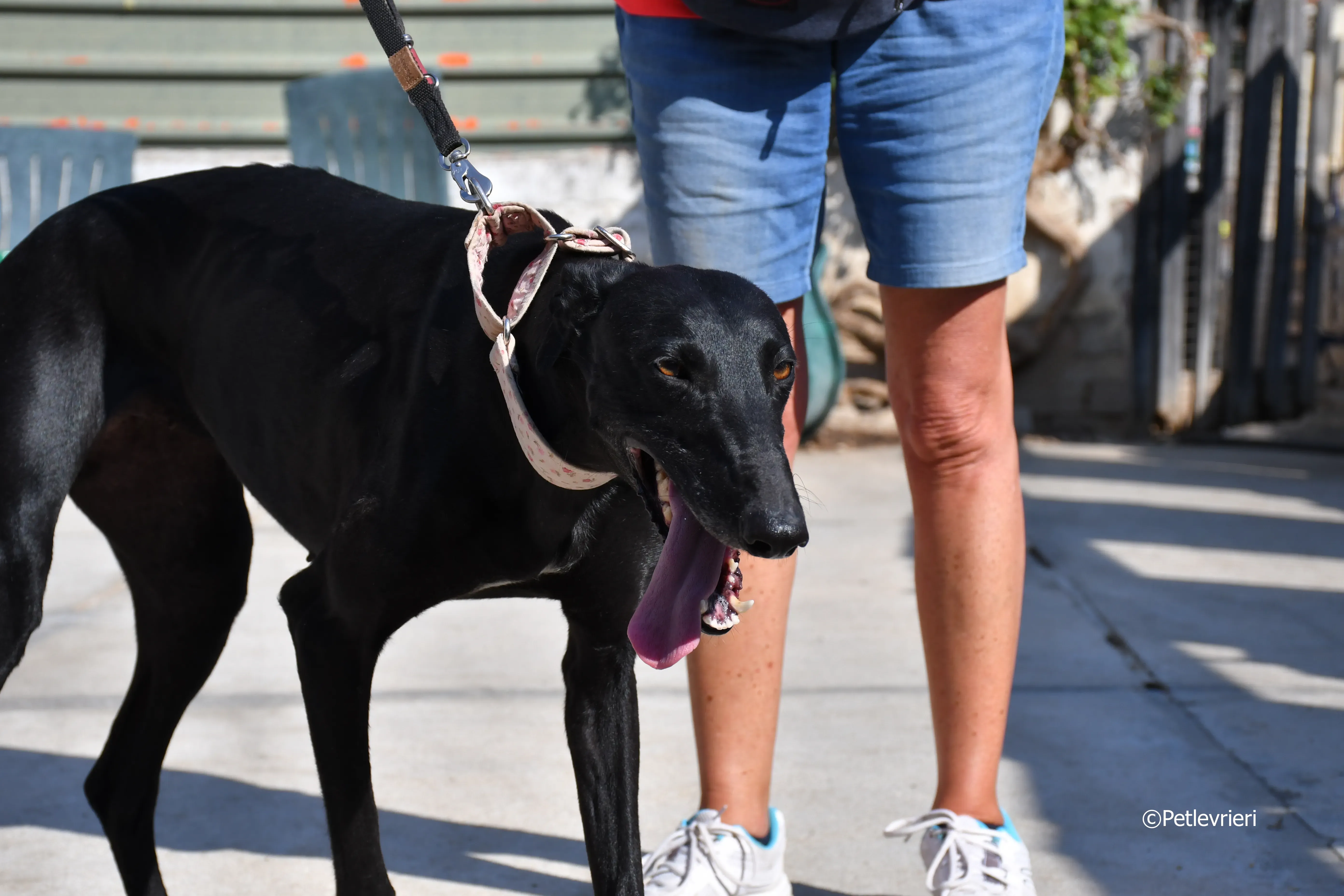 lila adozione levrieri galgo 8