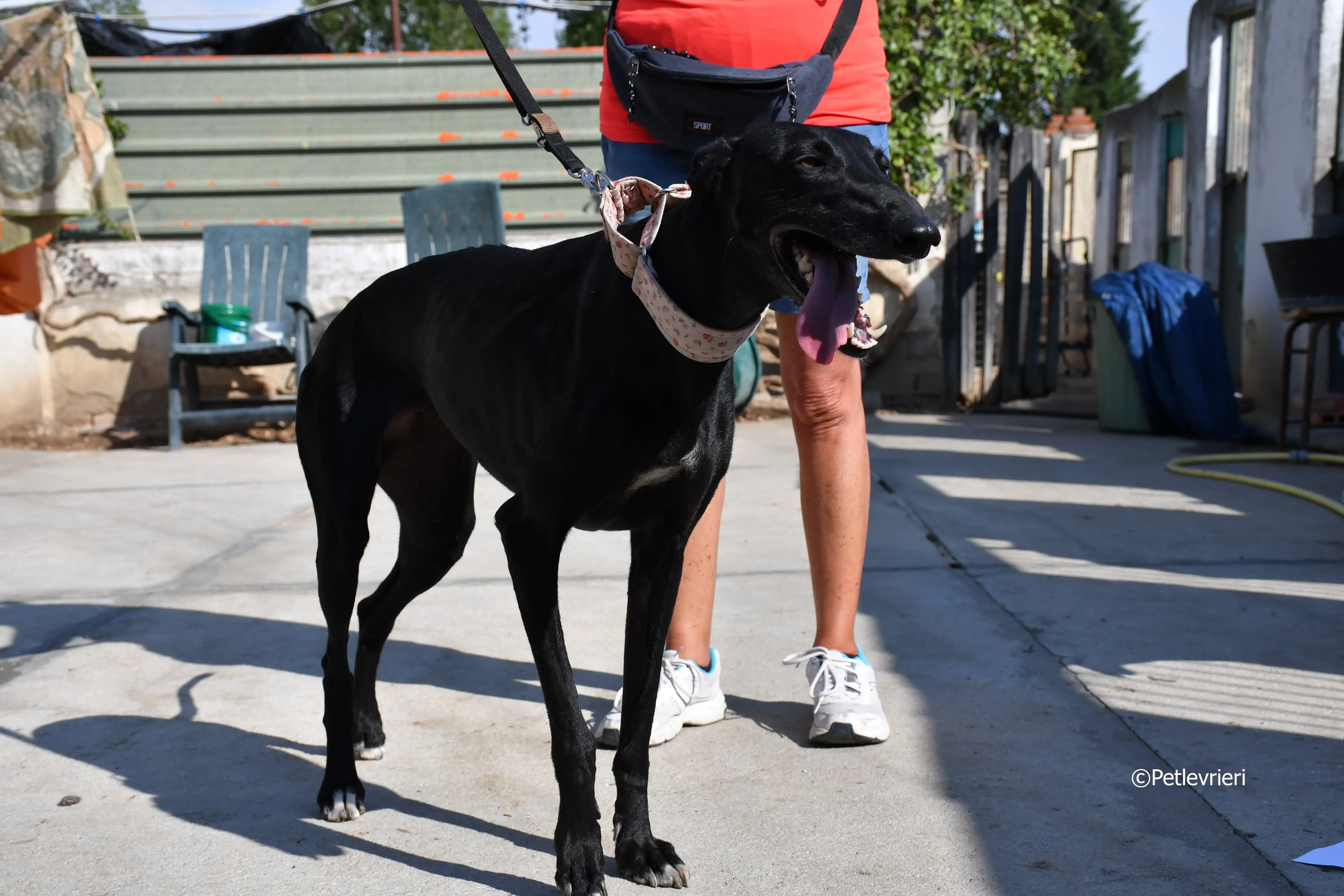 lila adozione levrieri galgo 9