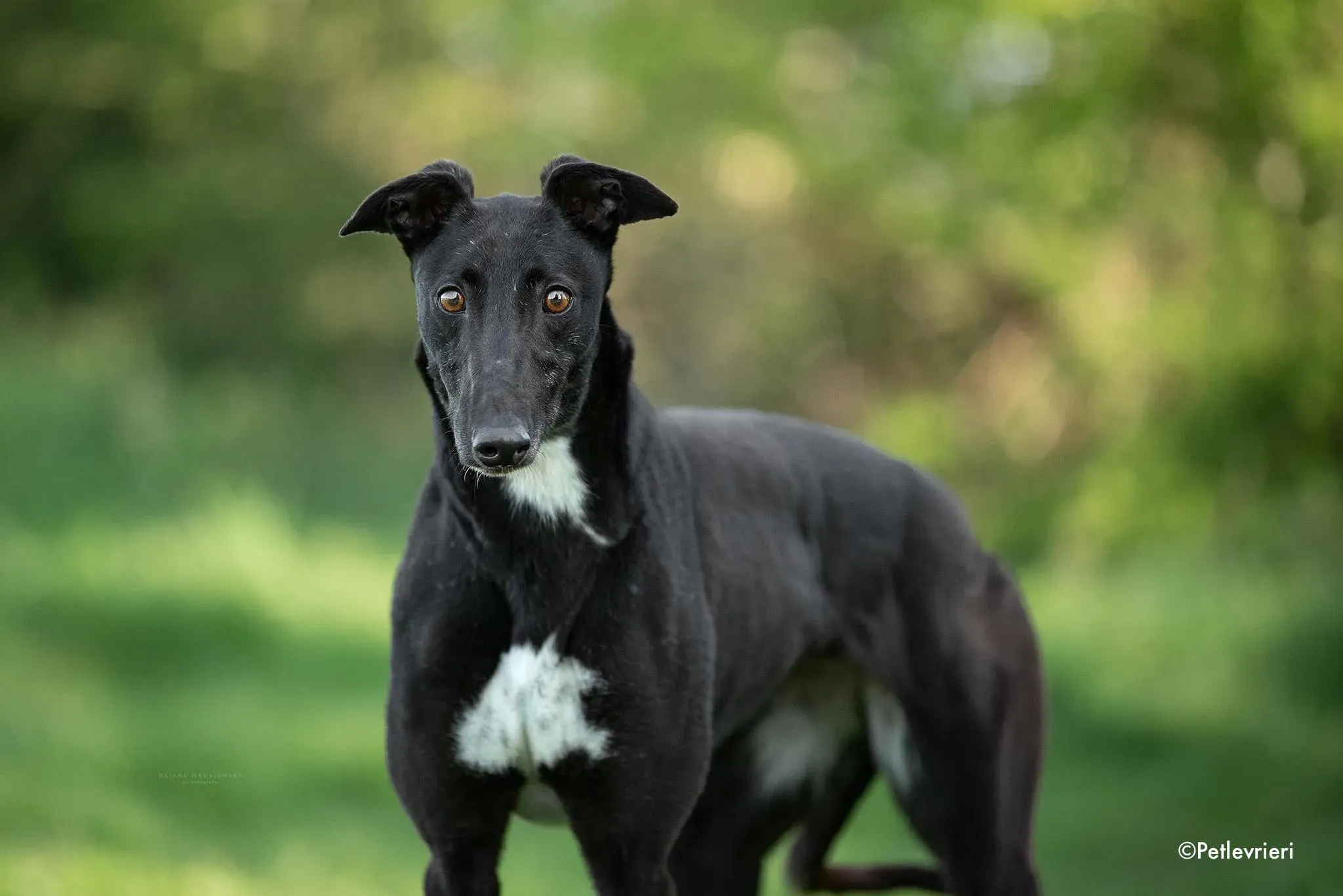 lilly adozione levrieri greyhound 3