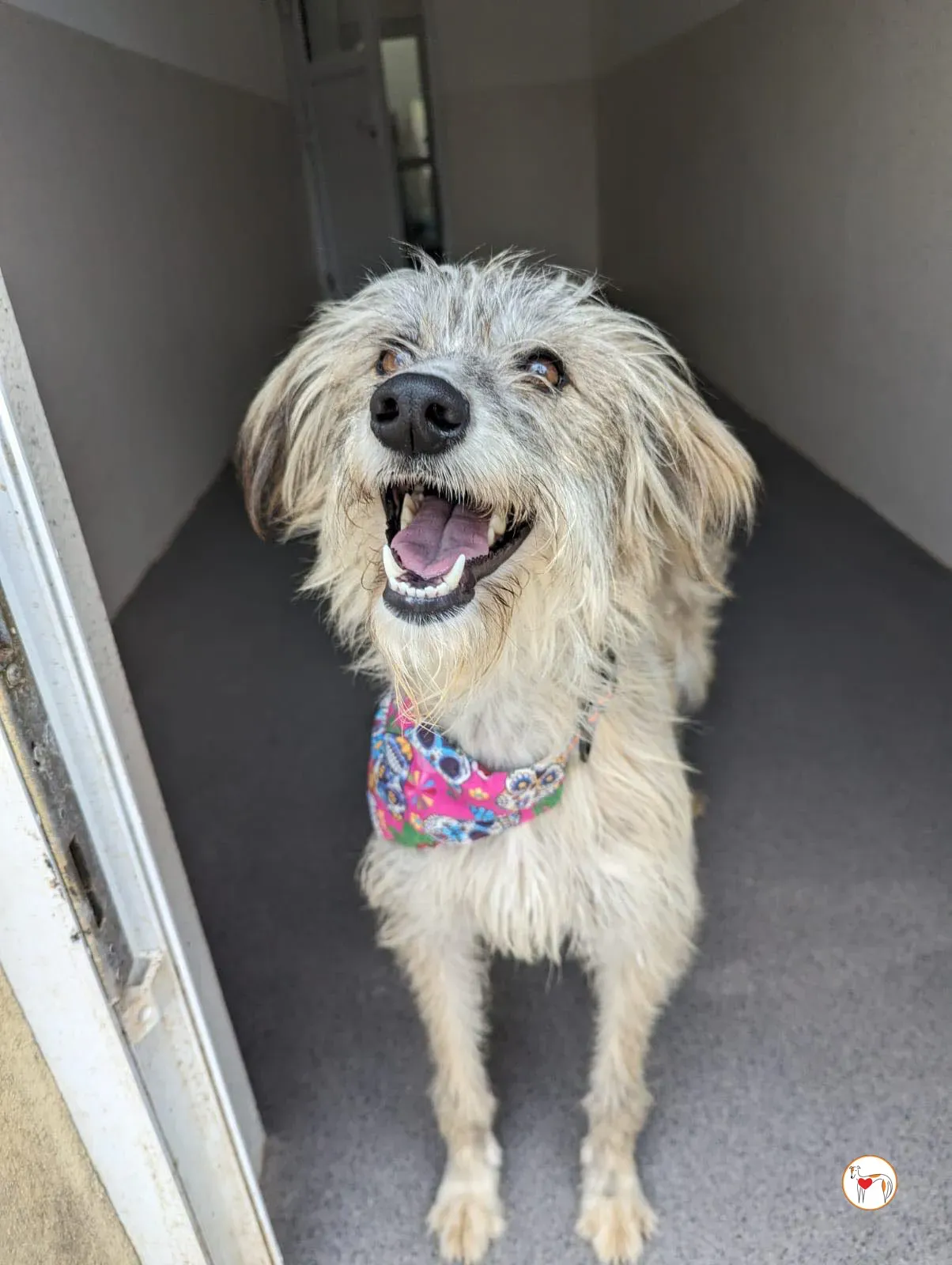 lilly grey adopzione 1