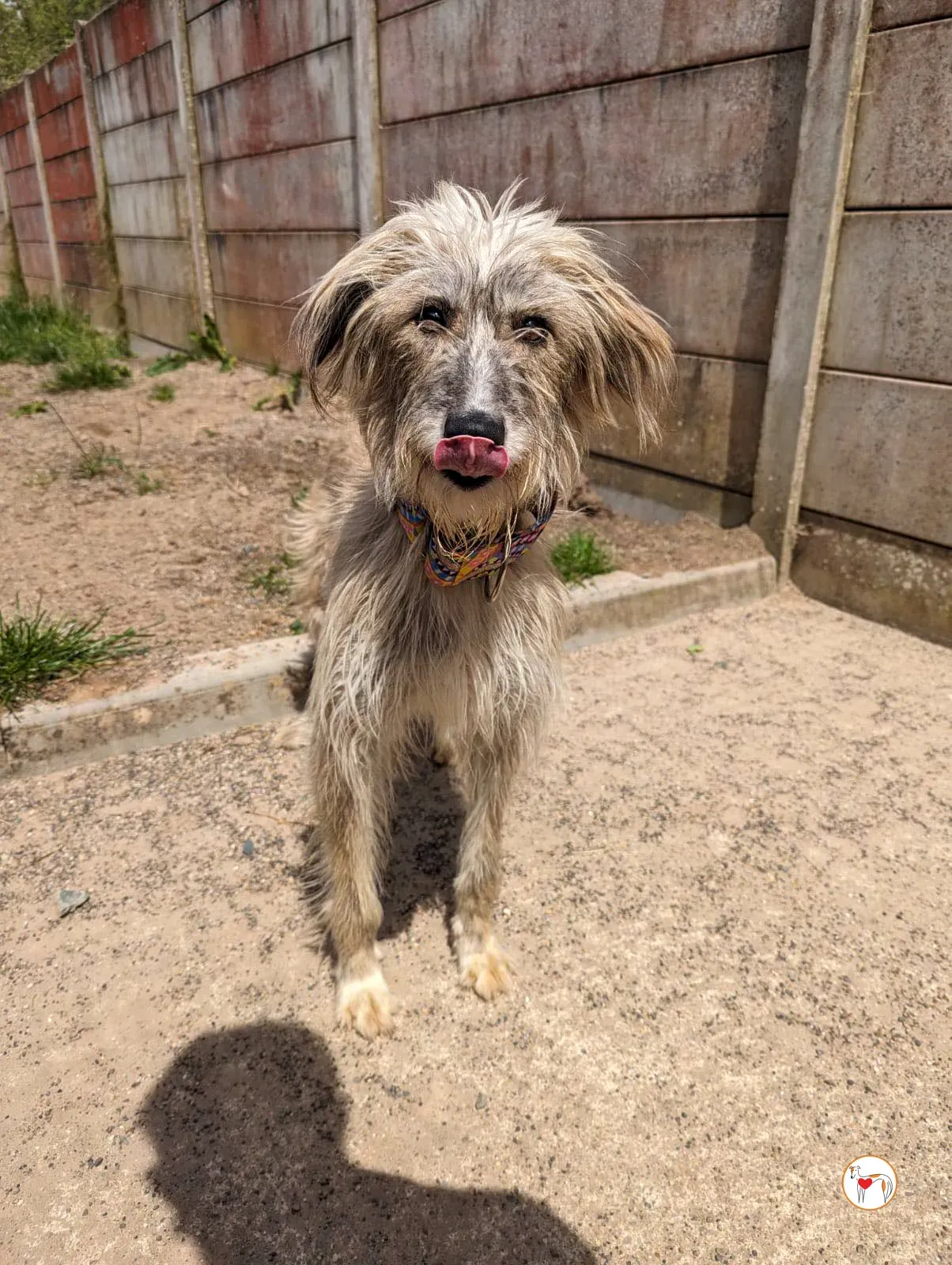 lilly grey adopzione 11