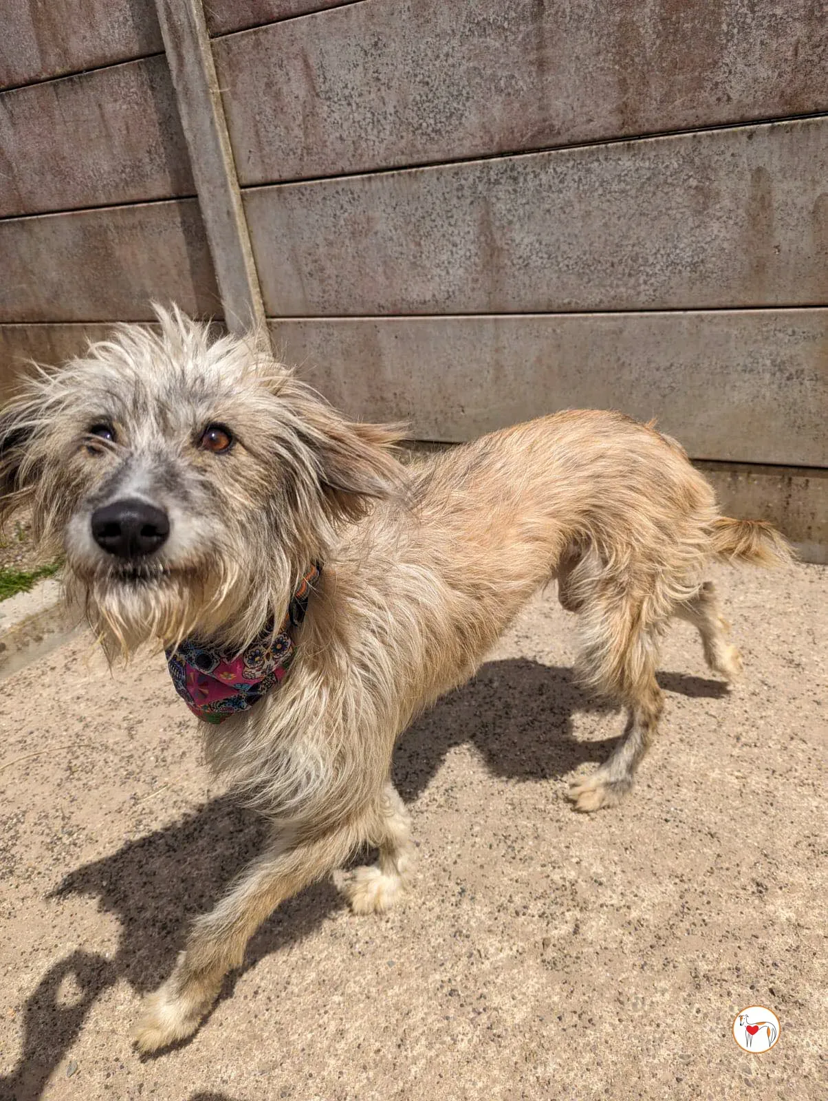 lilly grey adopzione 12