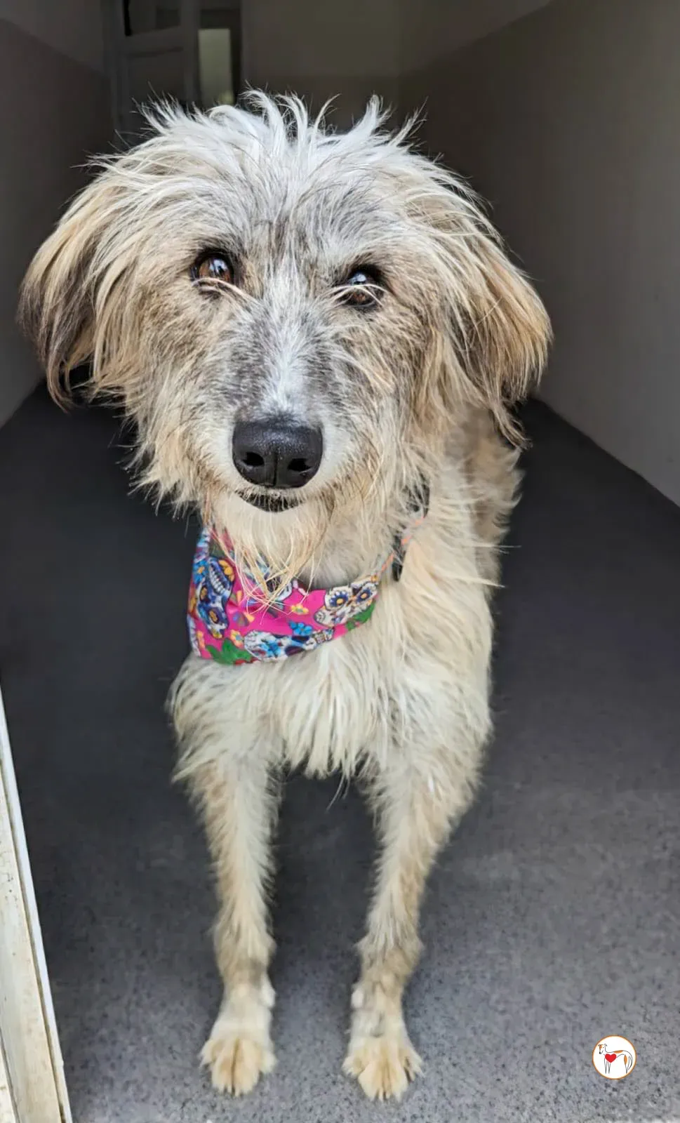 lilly grey adopzione 2