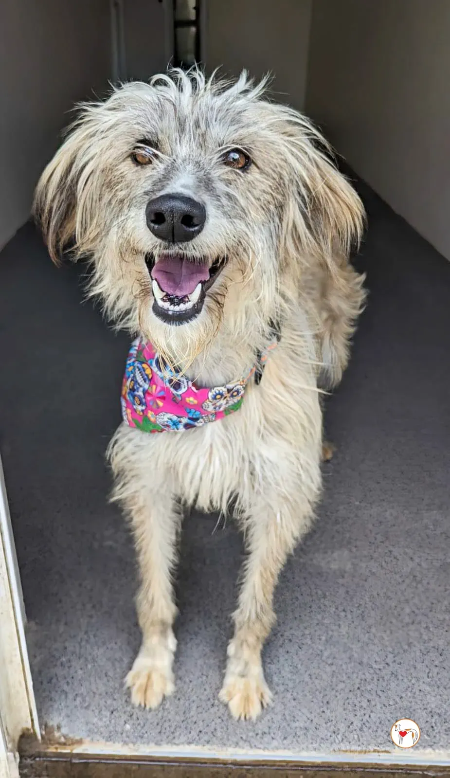 lilly grey adopzione 3