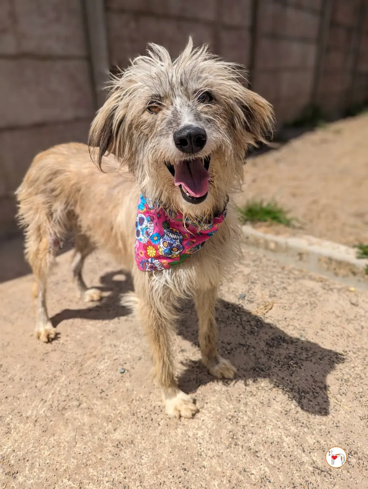 lilly grey adopzione 6