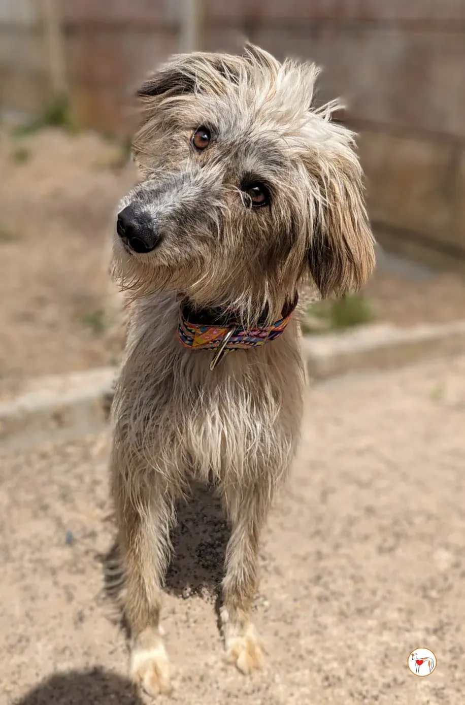 lilly grey adopzione 8