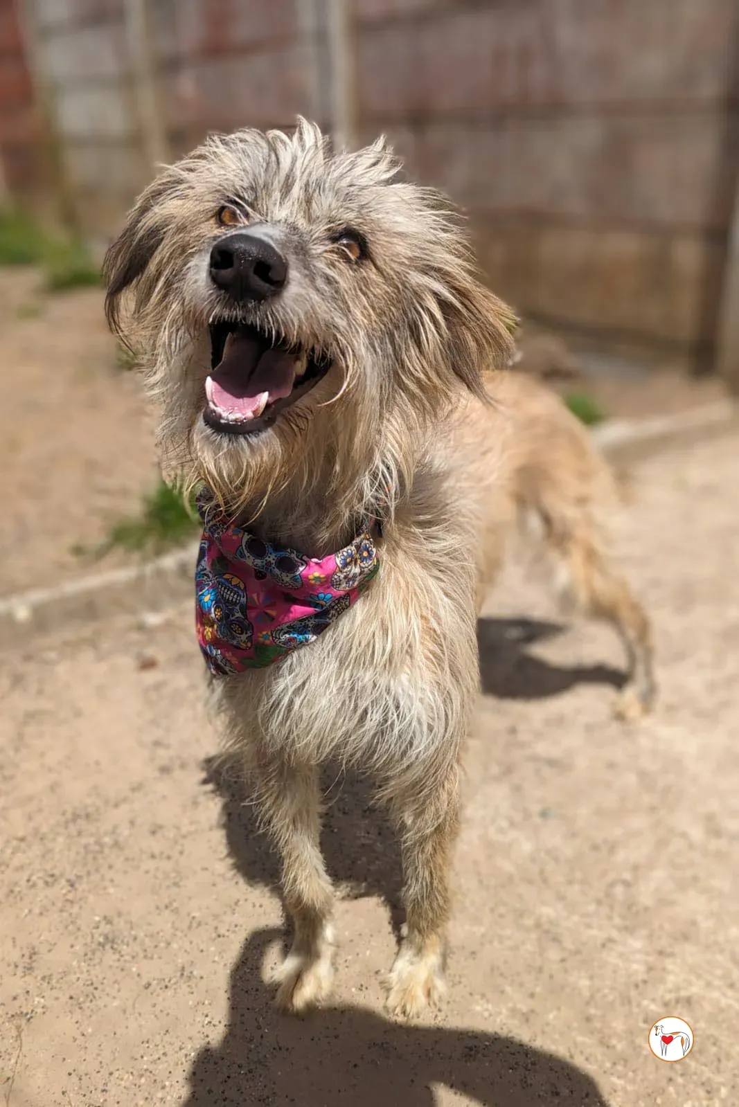 lilly grey adopzione 9