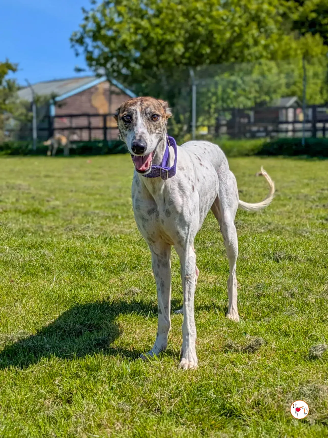 lilly grey adozione 01