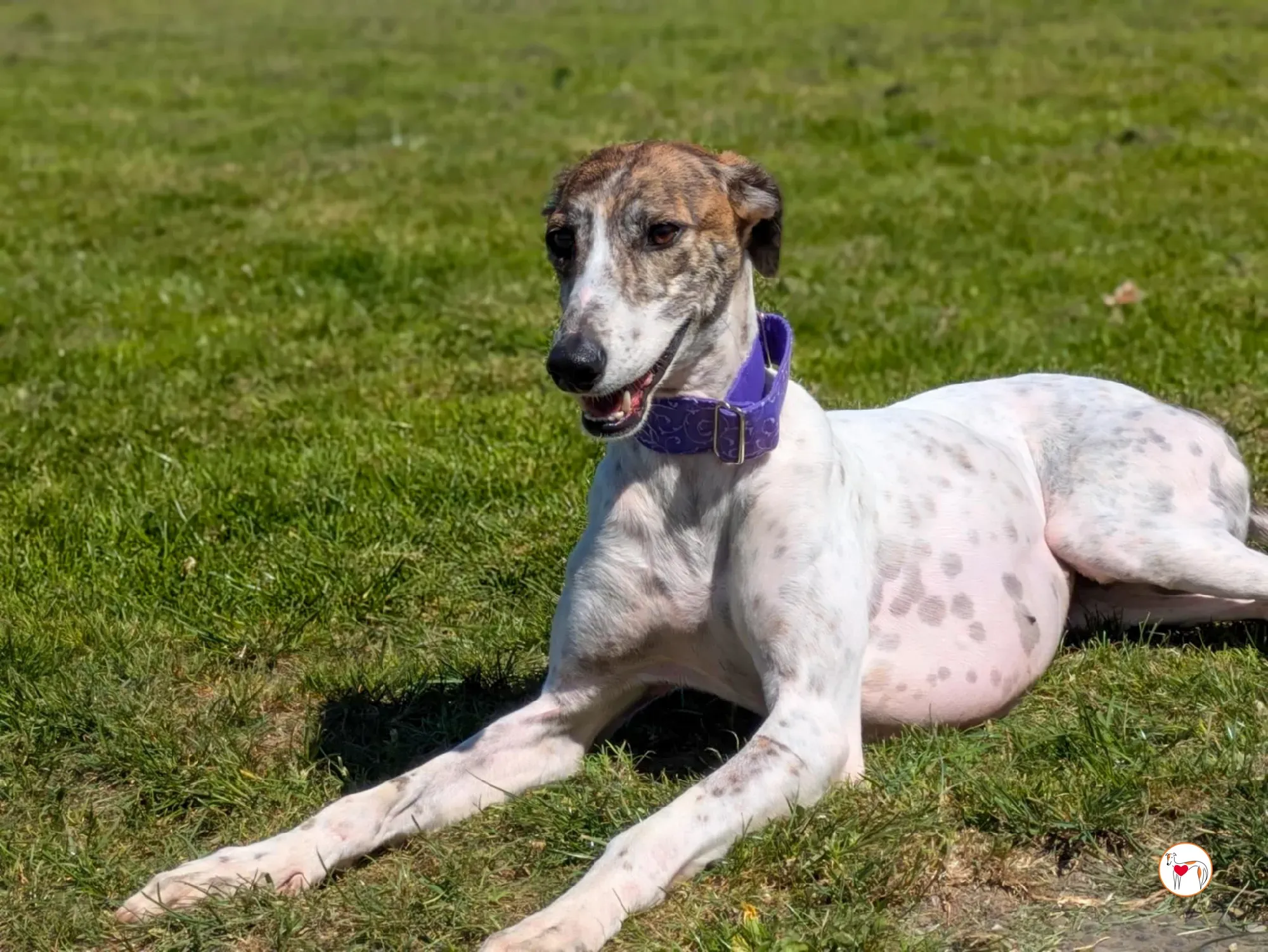 lilly grey adozione 02