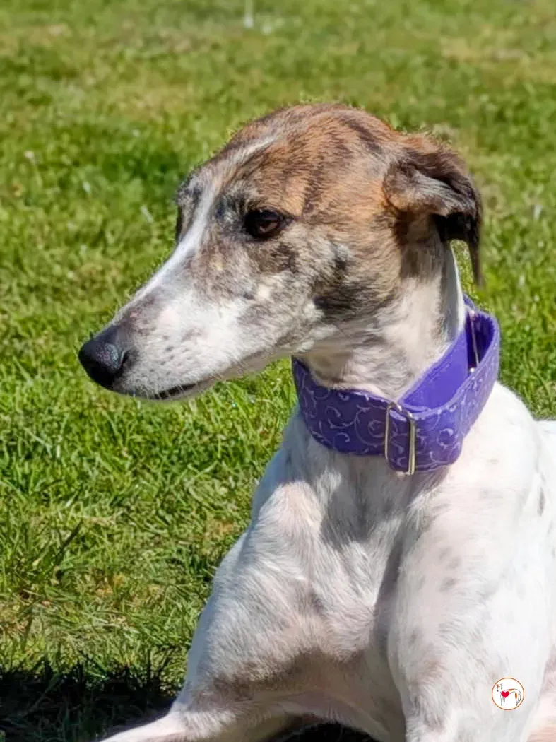 lilly grey adozione 03