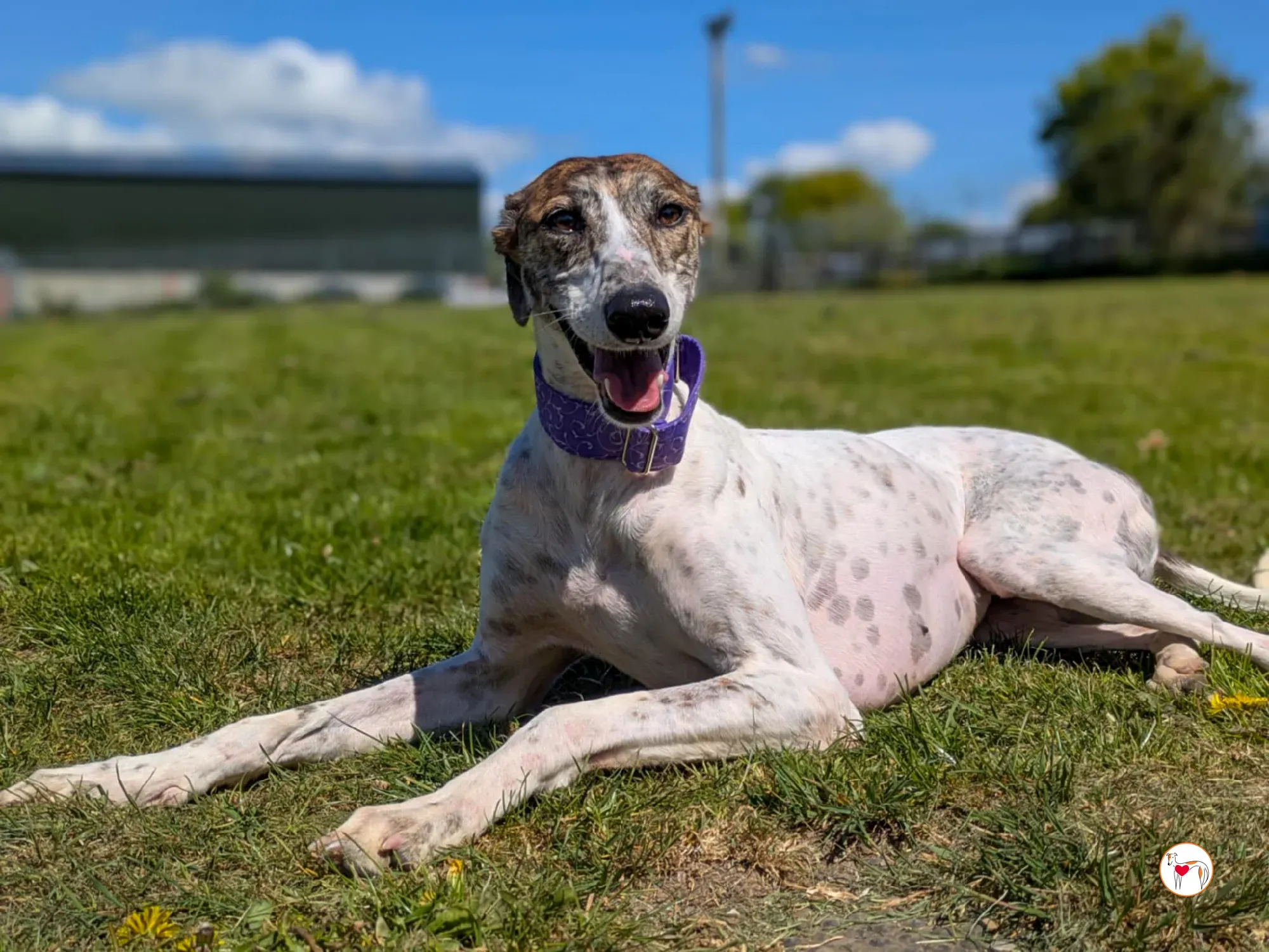 lilly grey adozione 04