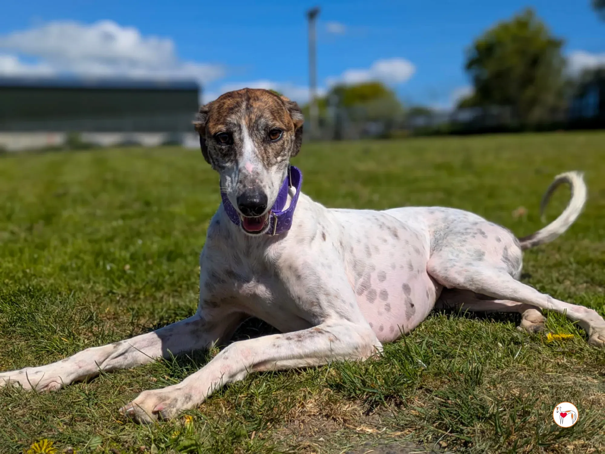 lilly grey adozione 05