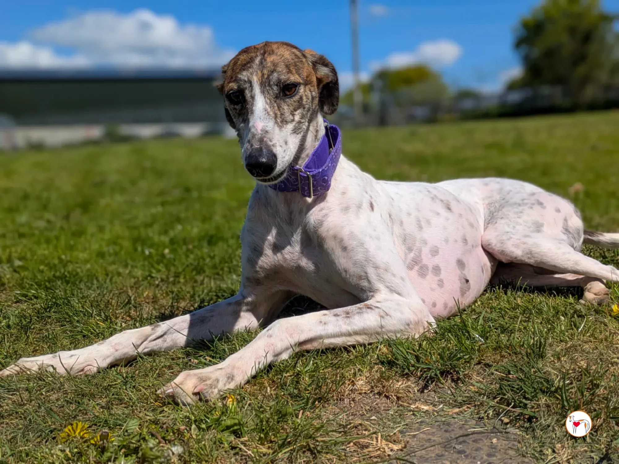 lilly grey adozione 06