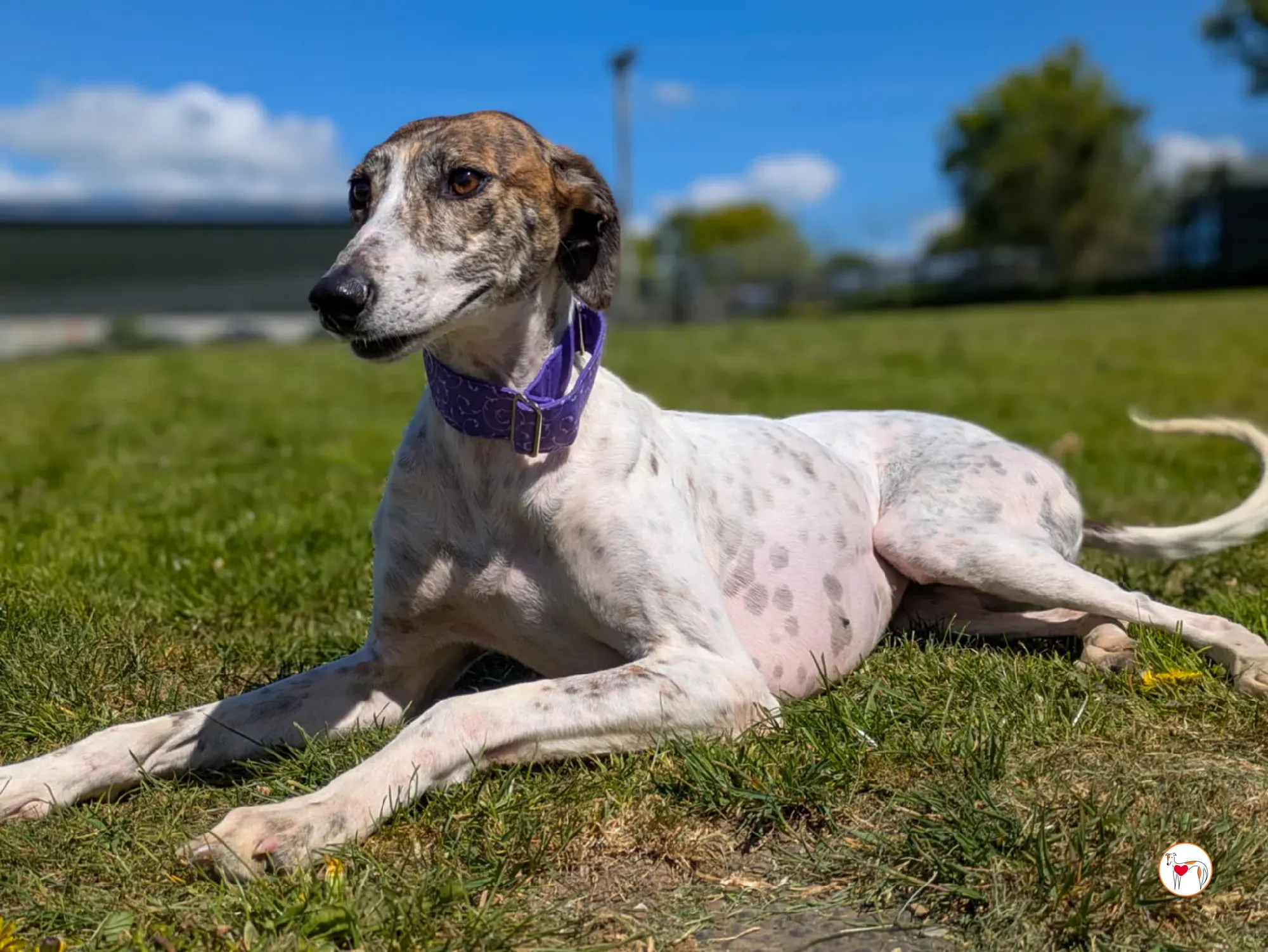 lilly grey adozione 07