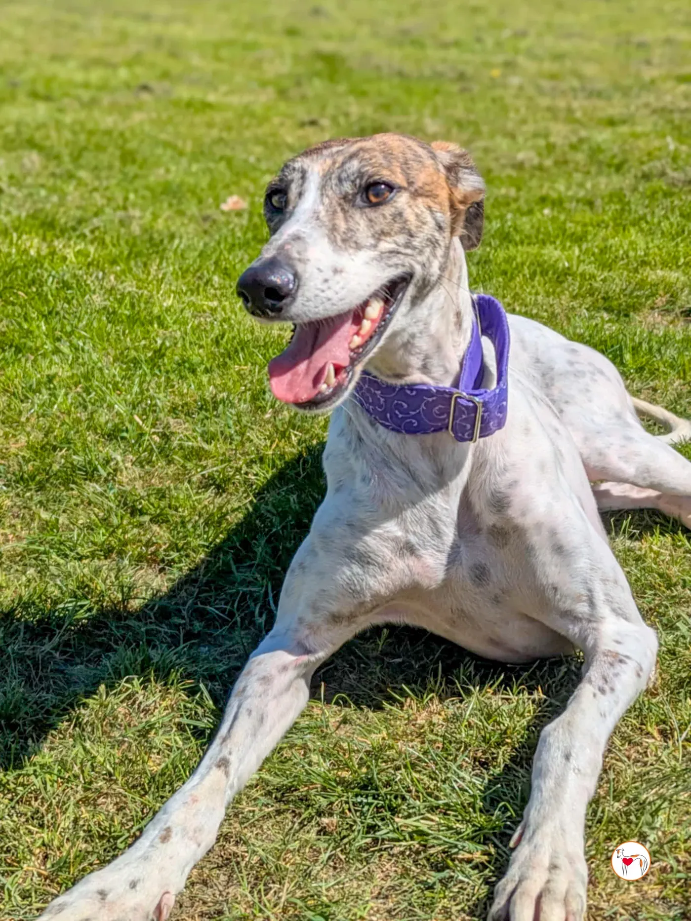 lilly grey adozione 08