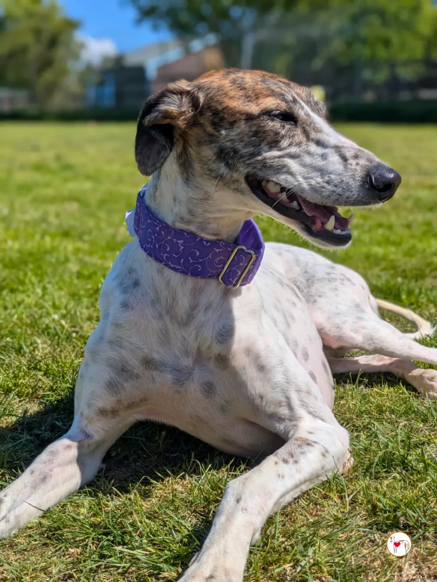 lilly grey adozione 09