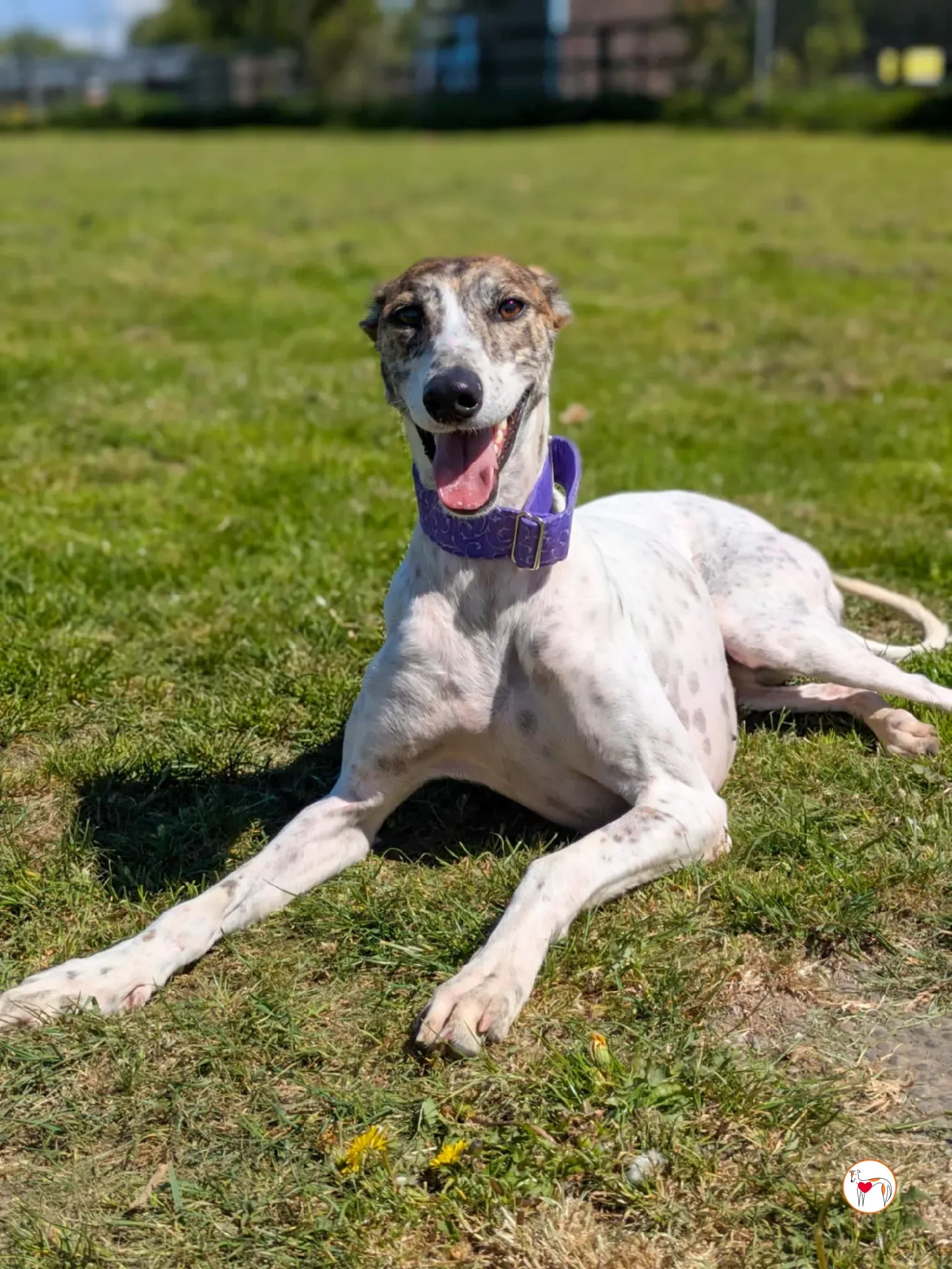 lilly grey adozione 10