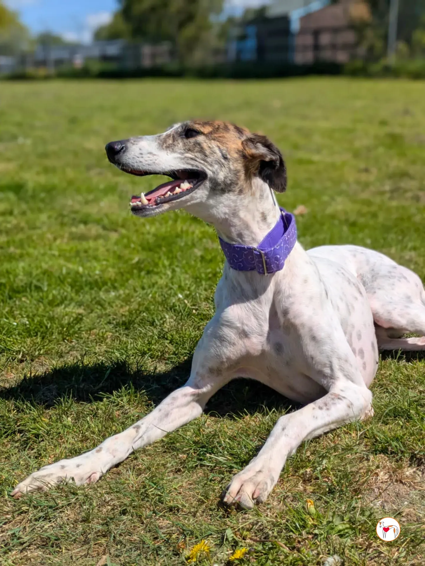 lilly grey adozione 11