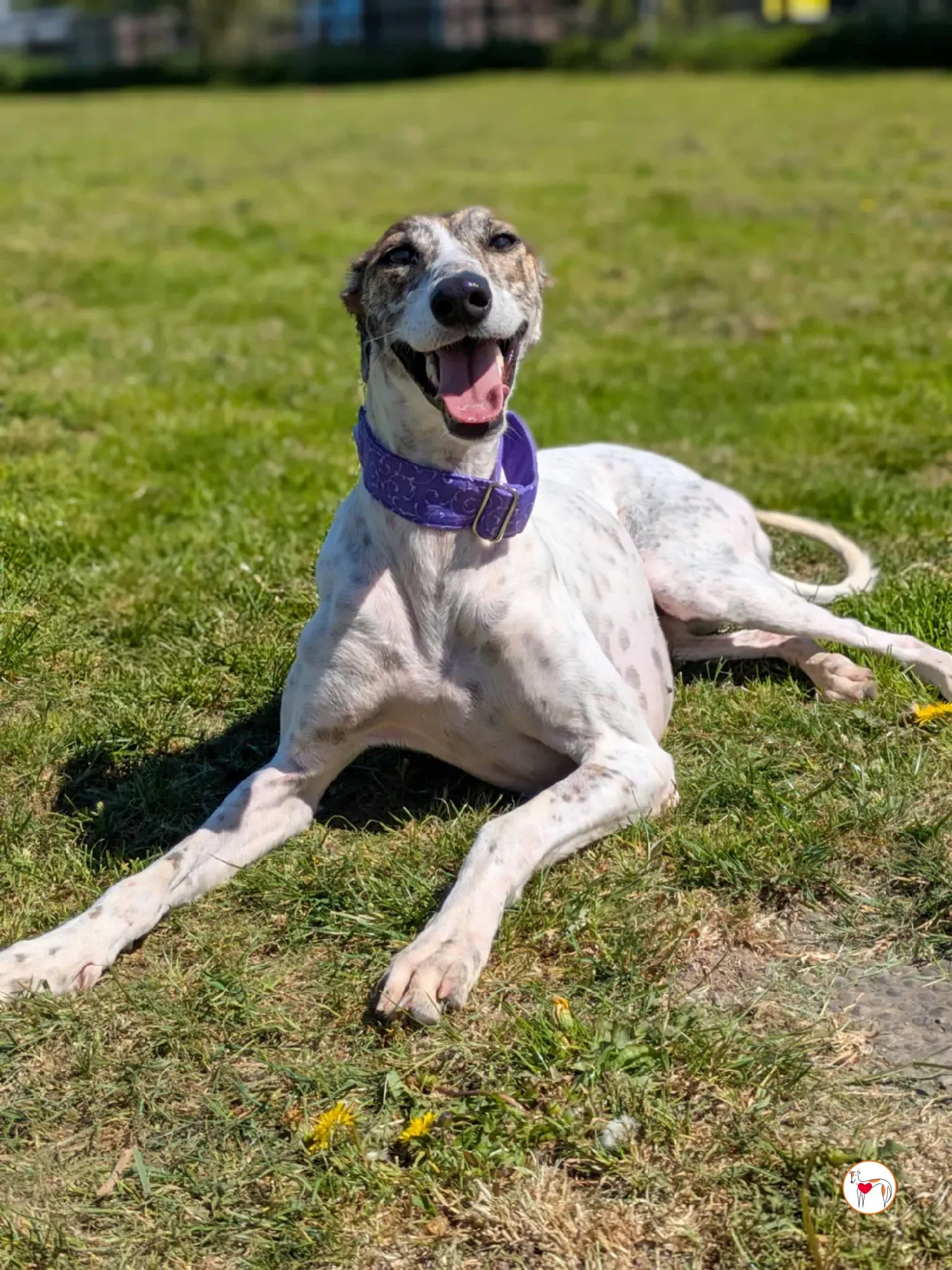 lilly grey adozione 12