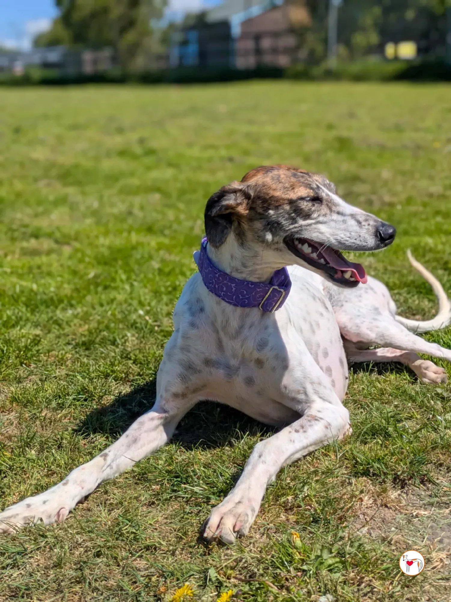 lilly grey adozione 13