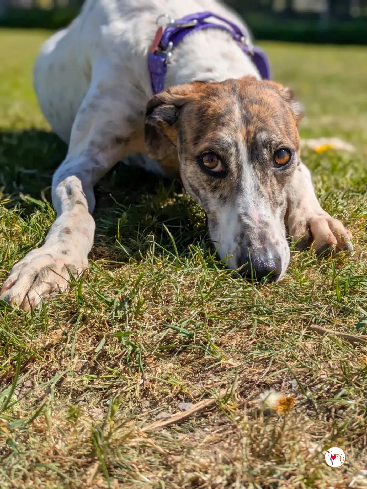 lilly grey adozione 14