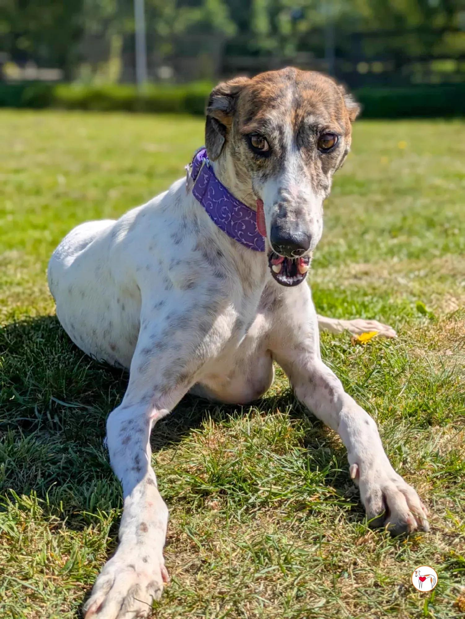 lilly grey adozione 15