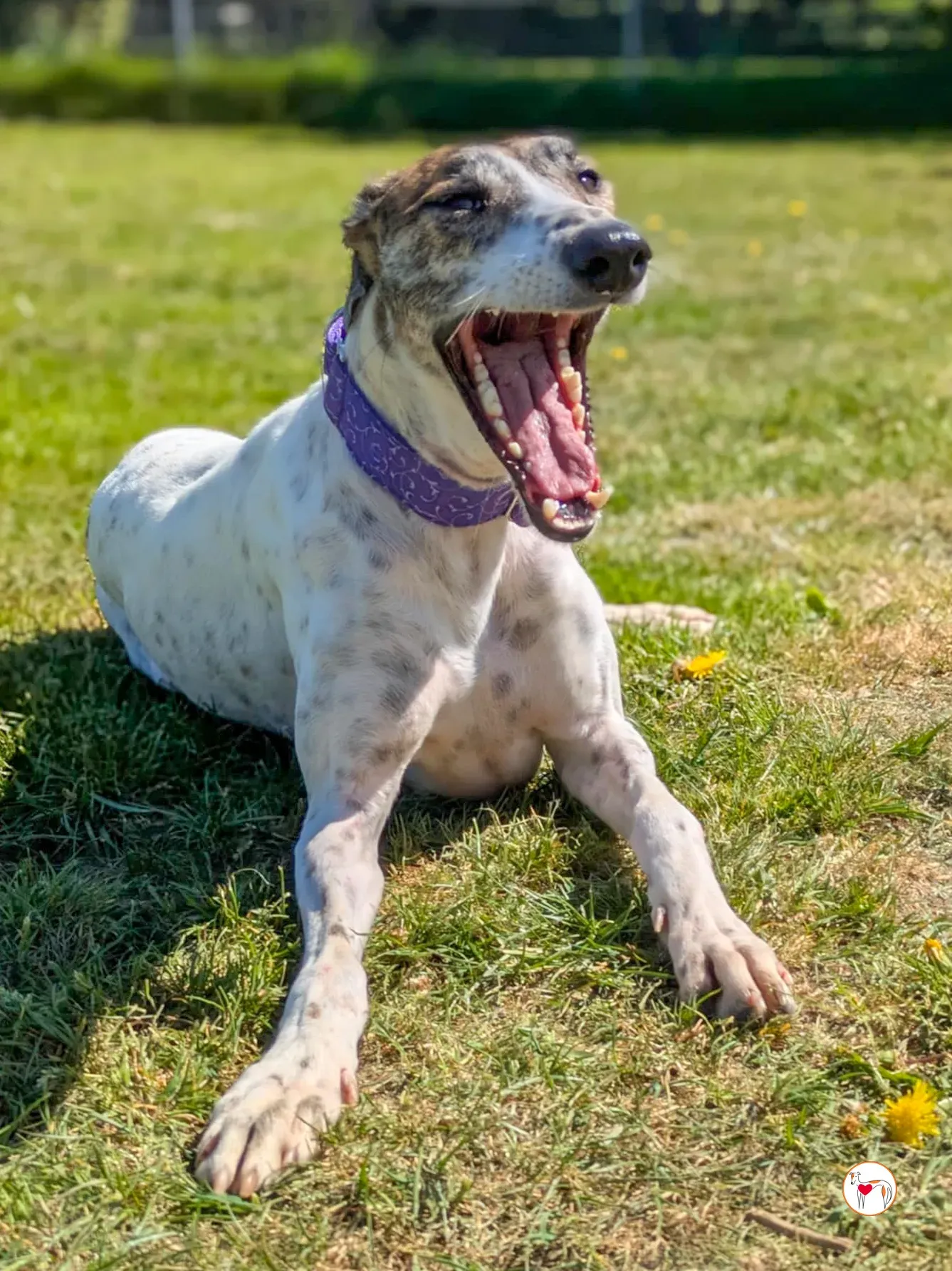 lilly grey adozione 16