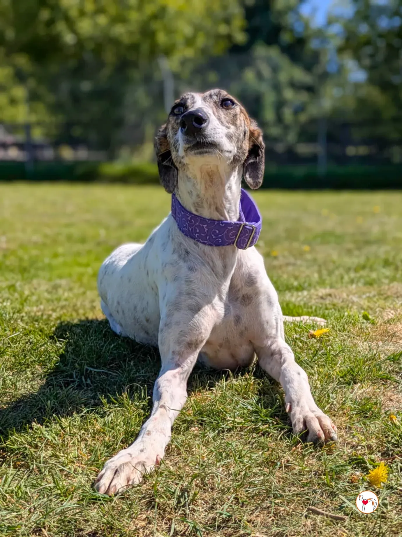 lilly grey adozione 17