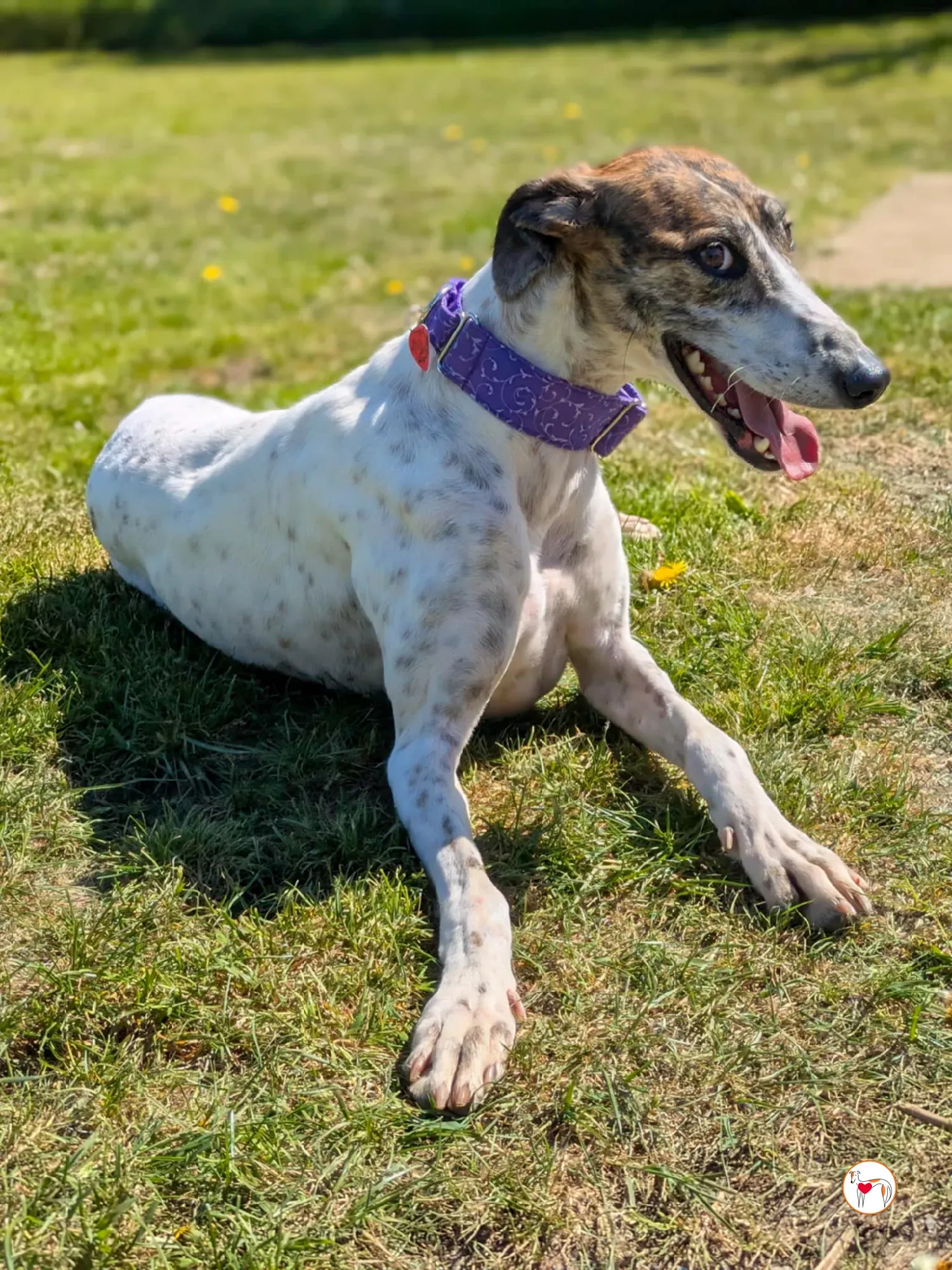 lilly grey adozione 18