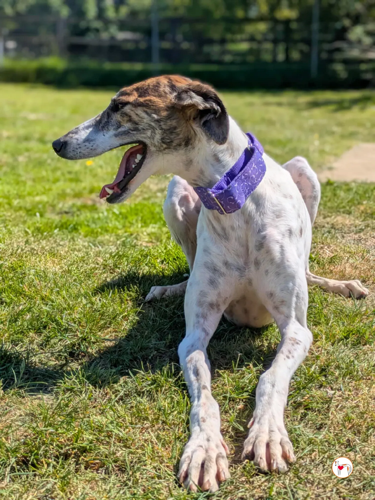 lilly grey adozione 19