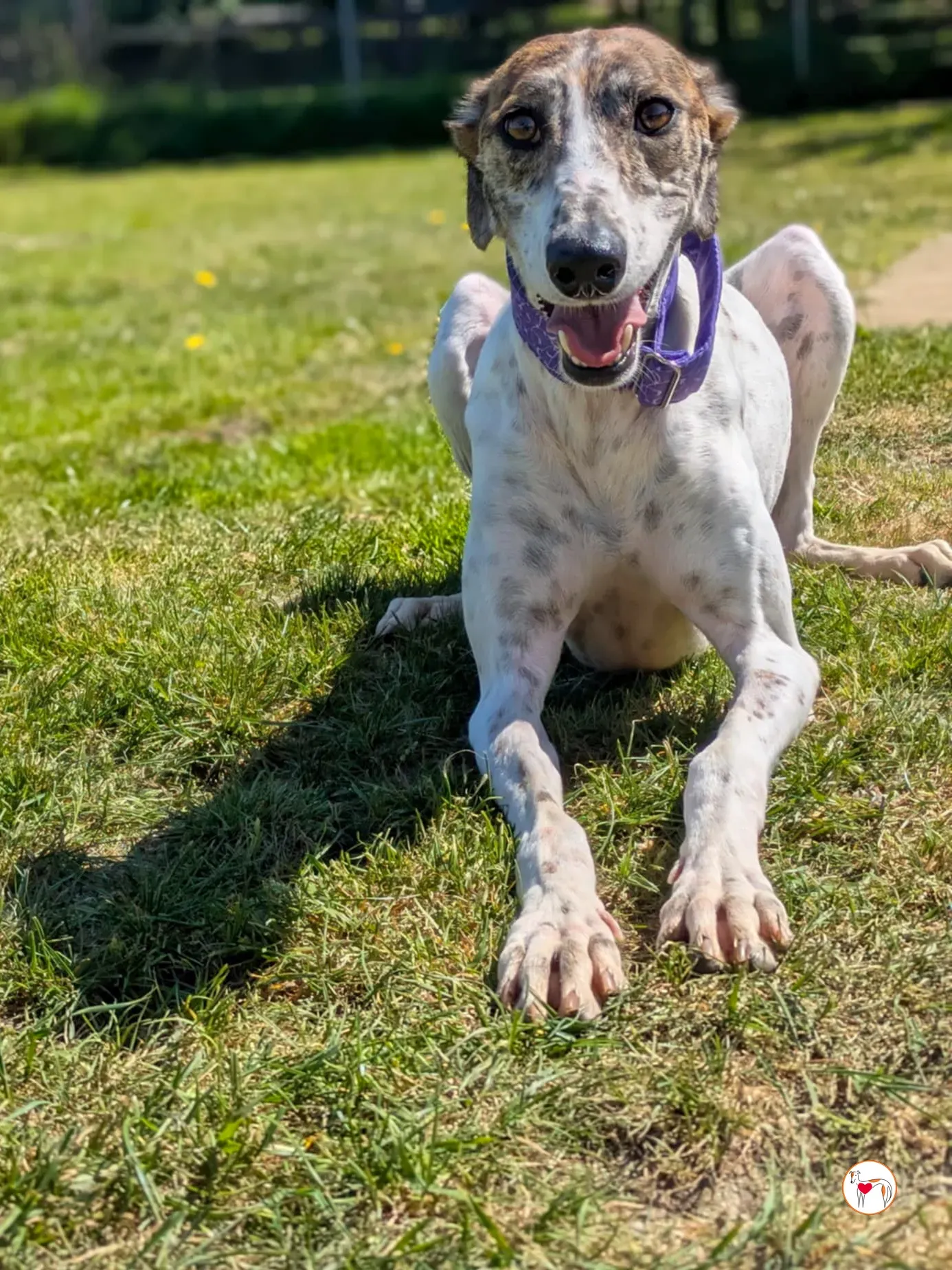 lilly grey adozione 20