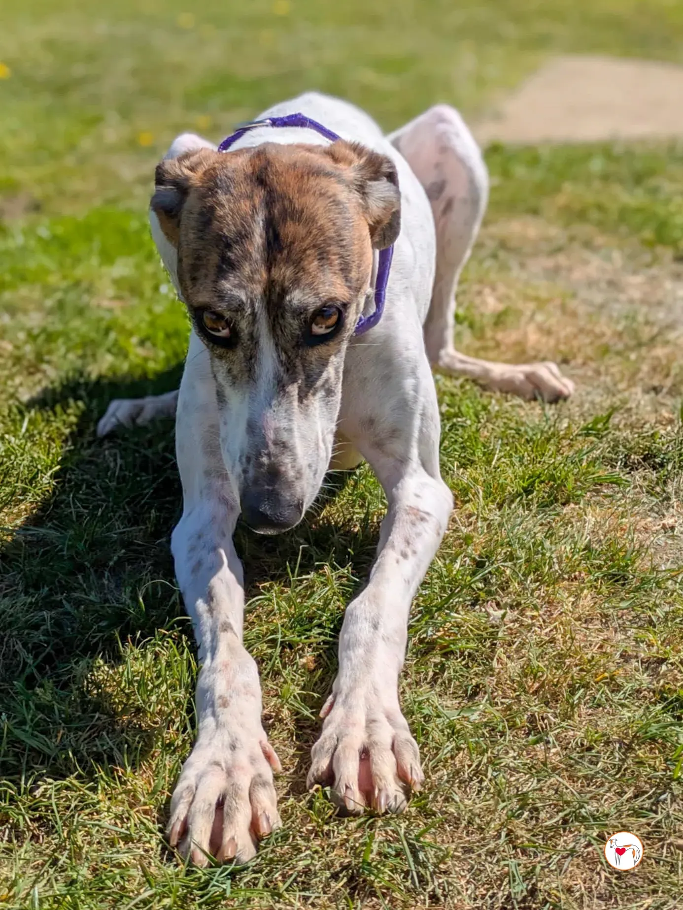 lilly grey adozione 21