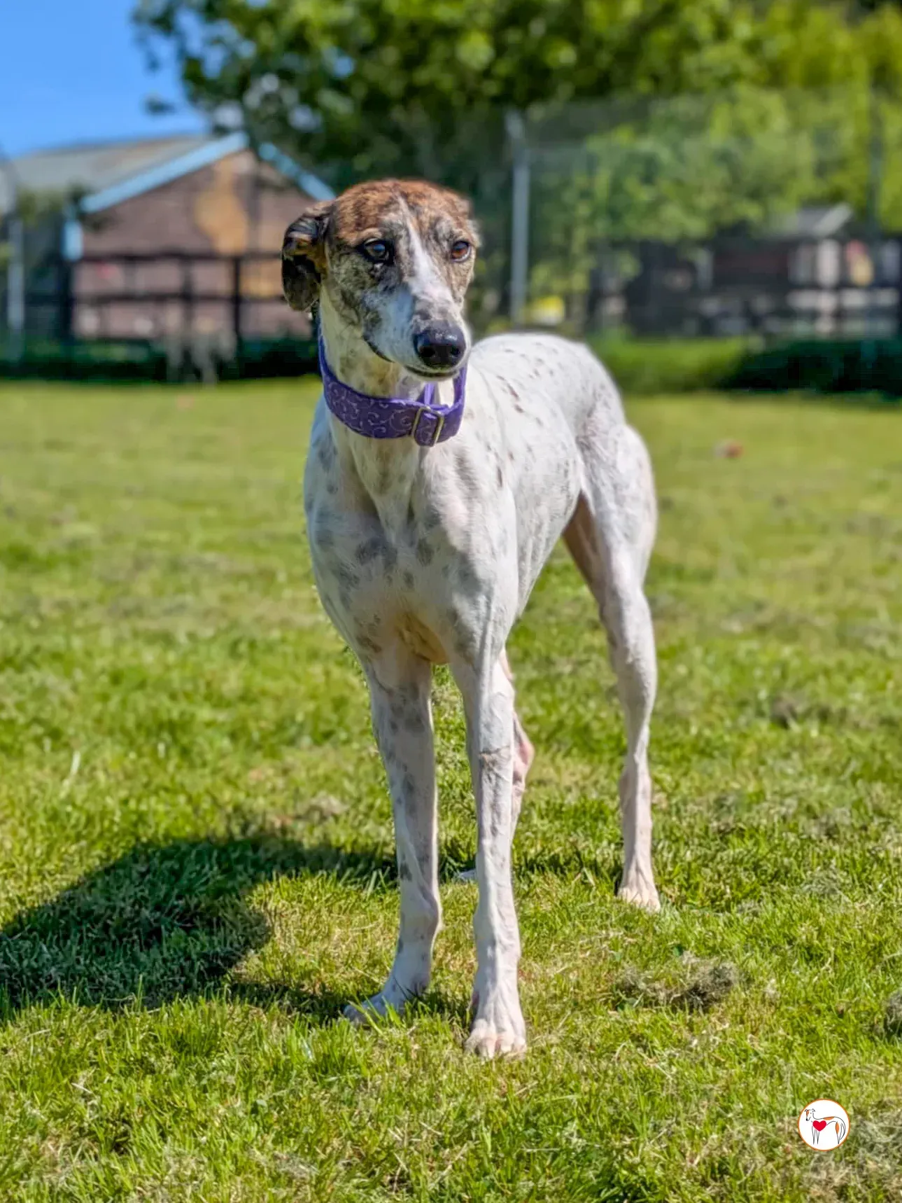 lilly grey adozione 22