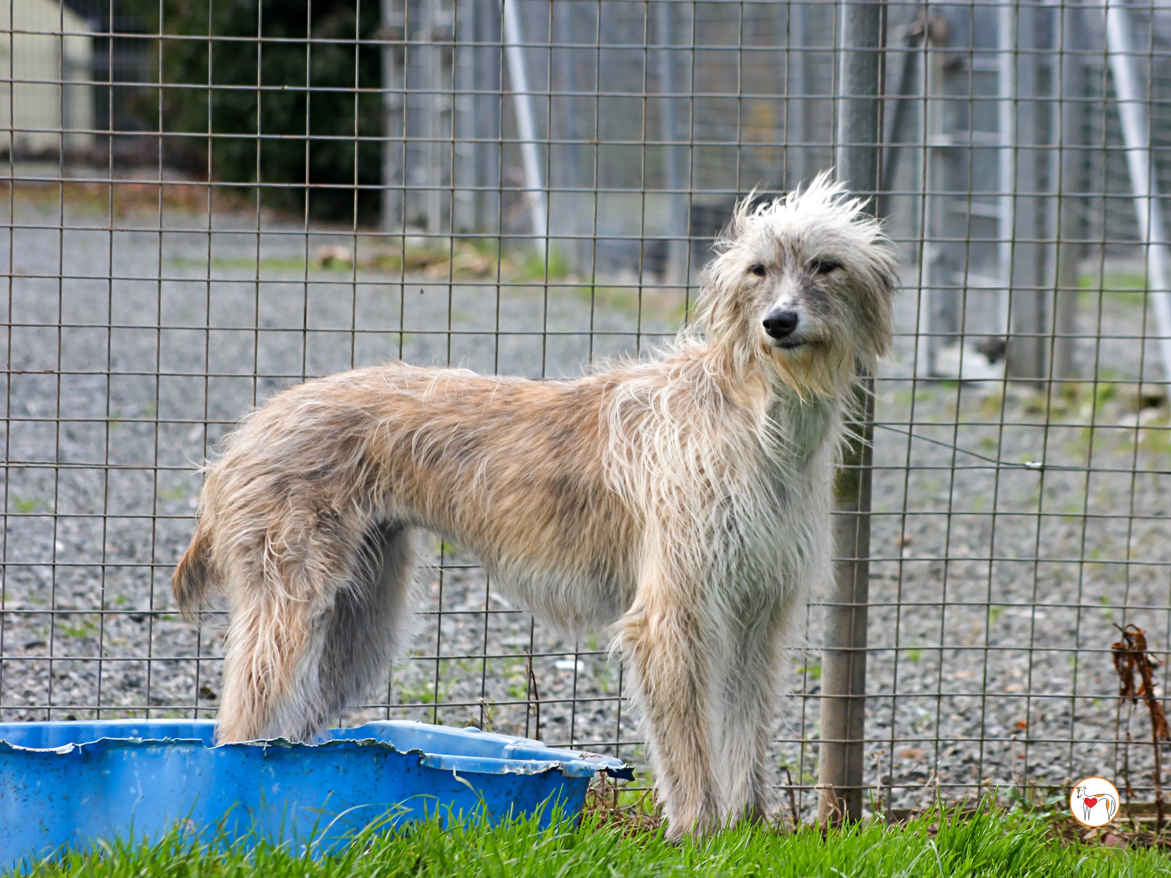 lilly grey adozione 23