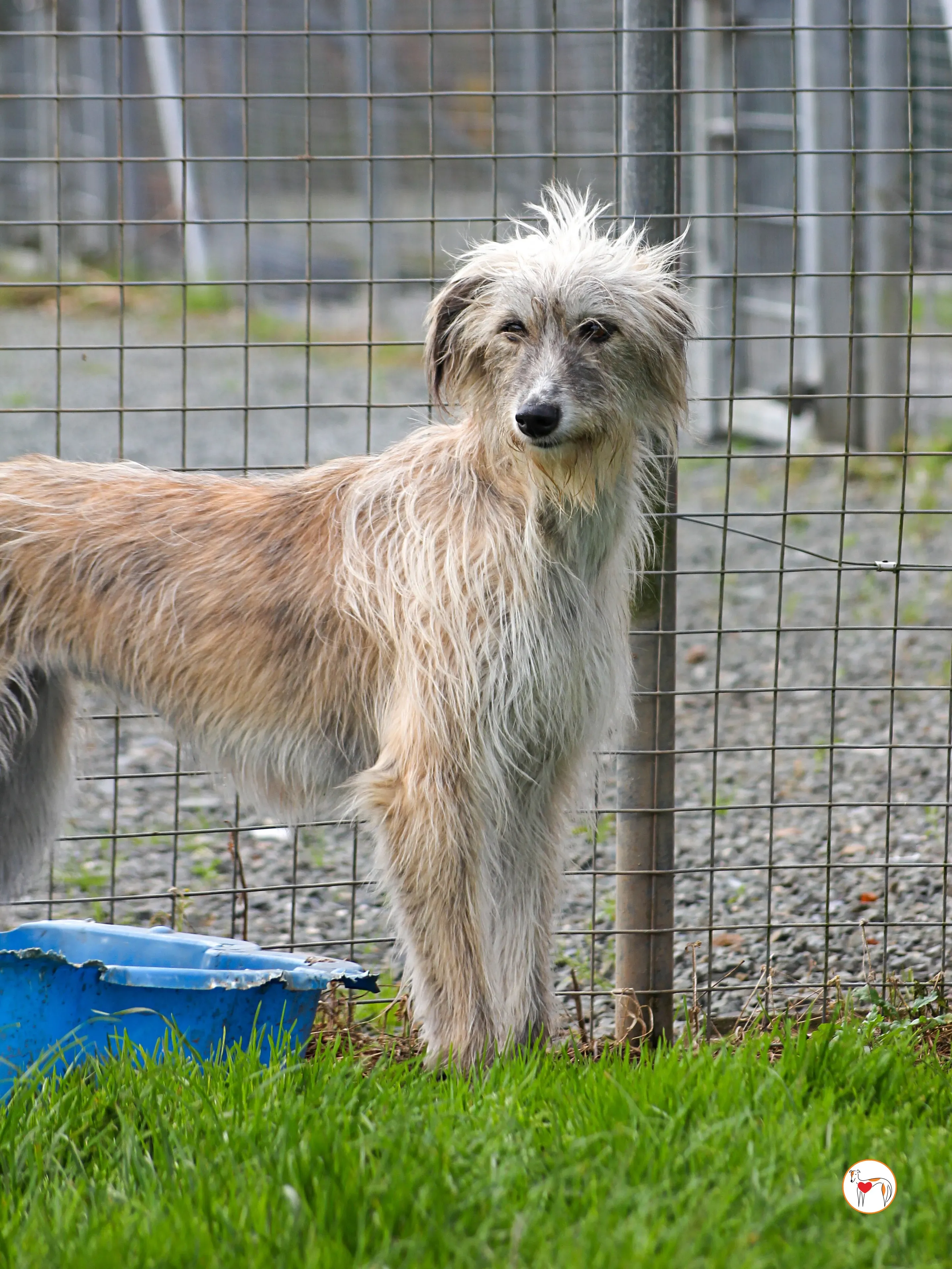 lilly grey adozione 24