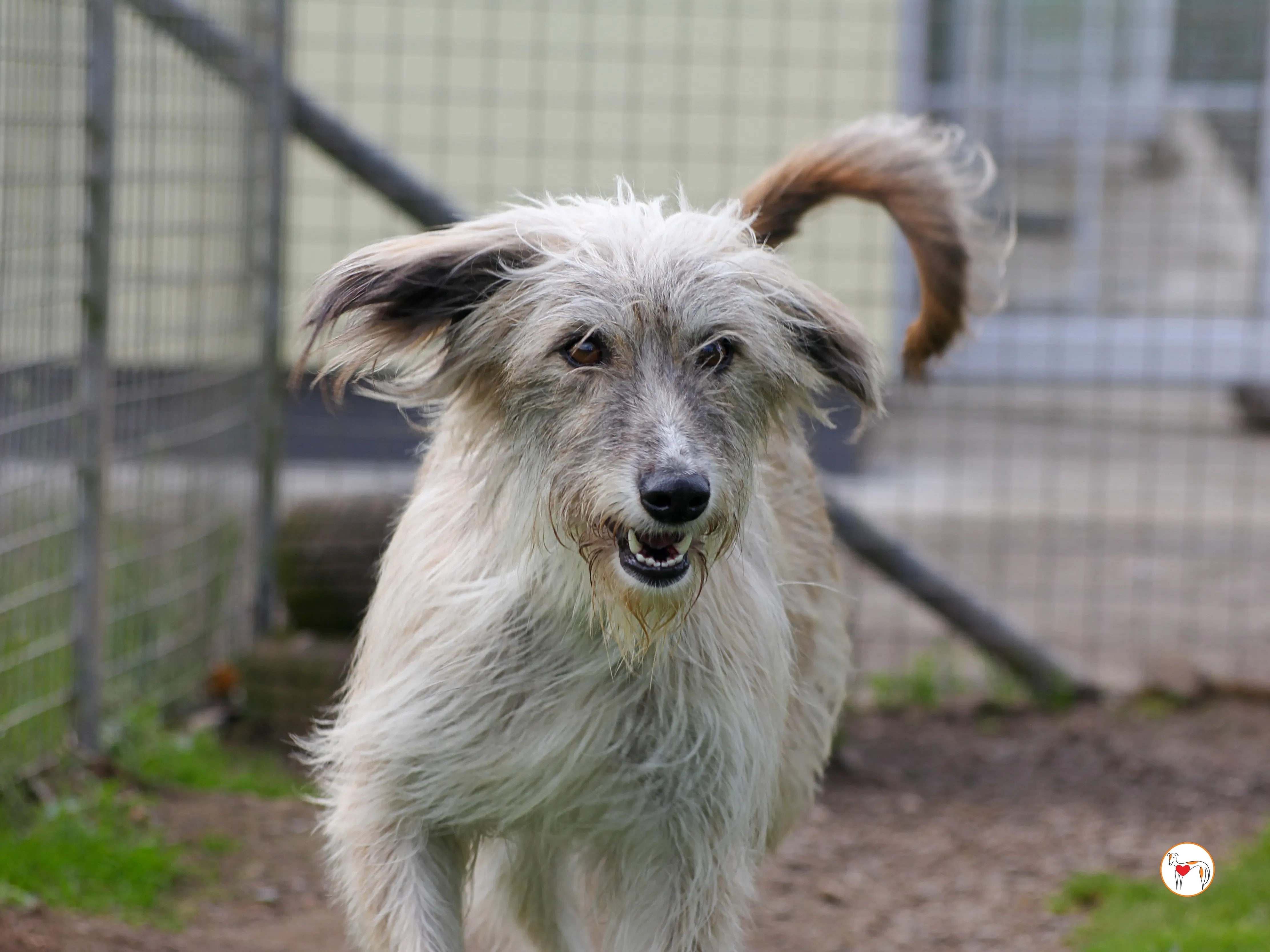 lilly grey adozione 25