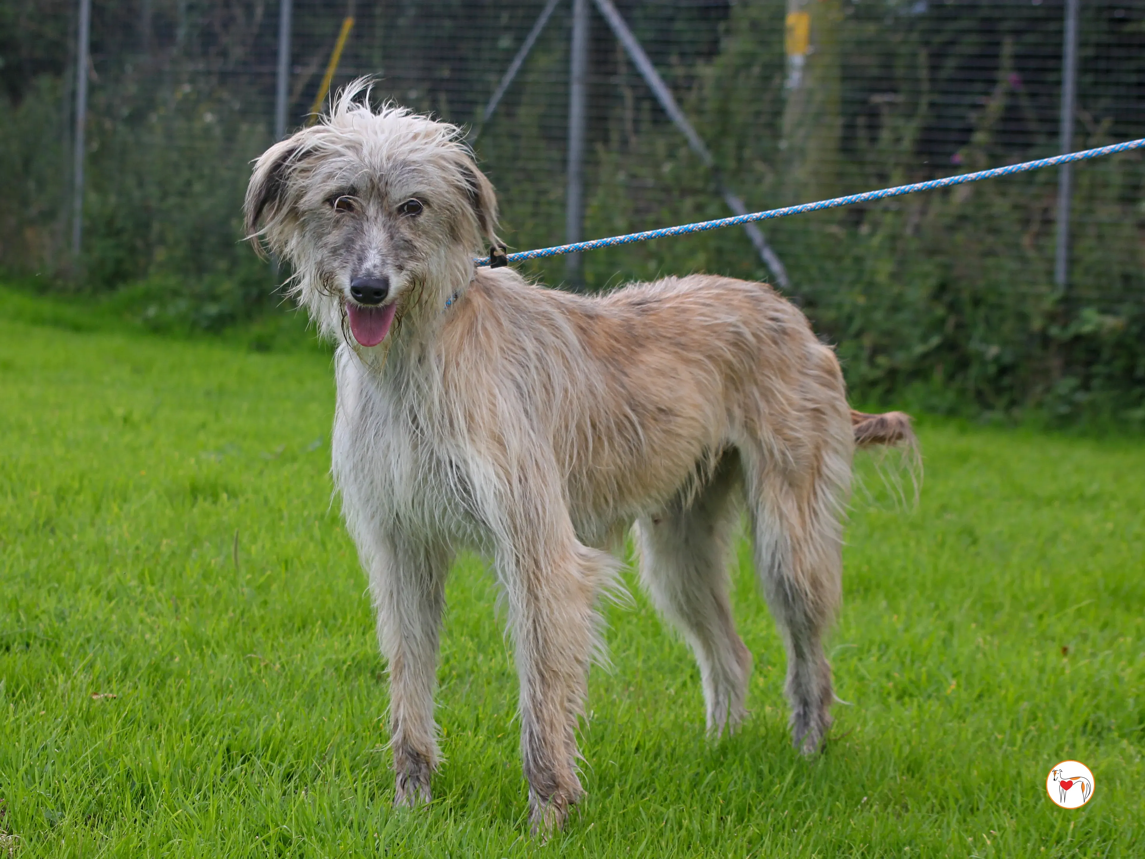 lilly grey adozione 26