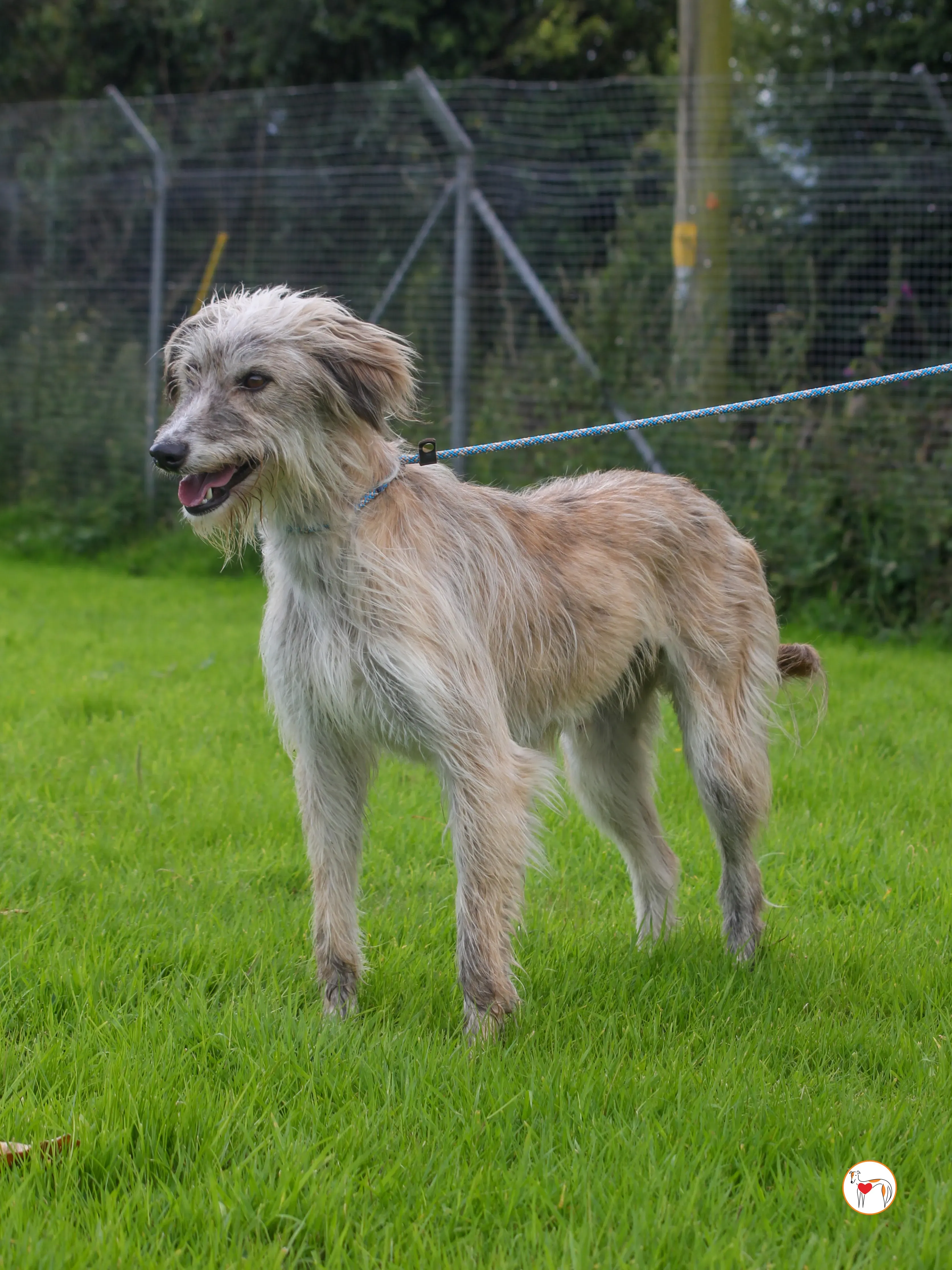 lilly grey adozione 27