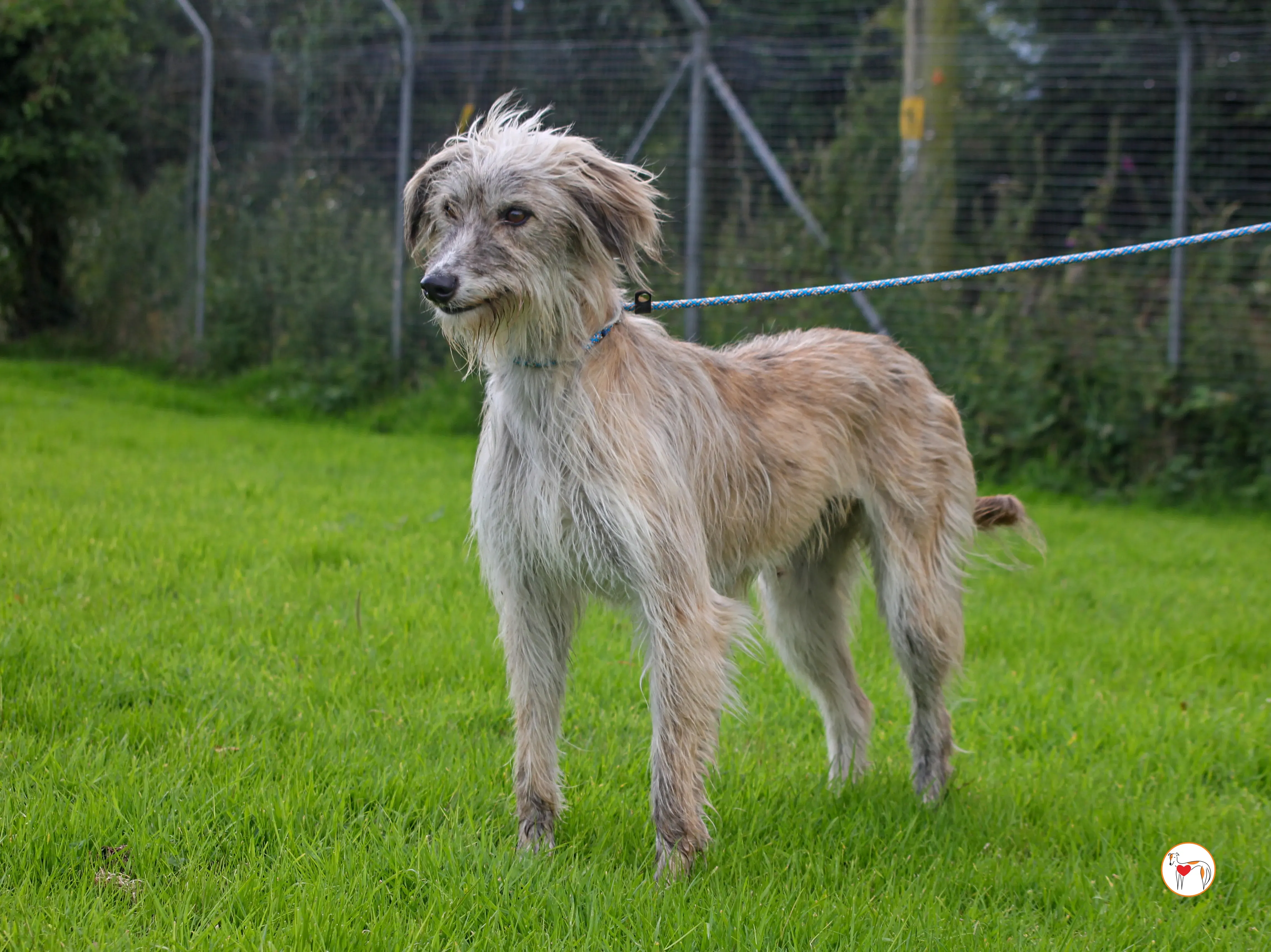 lilly grey adozione 28