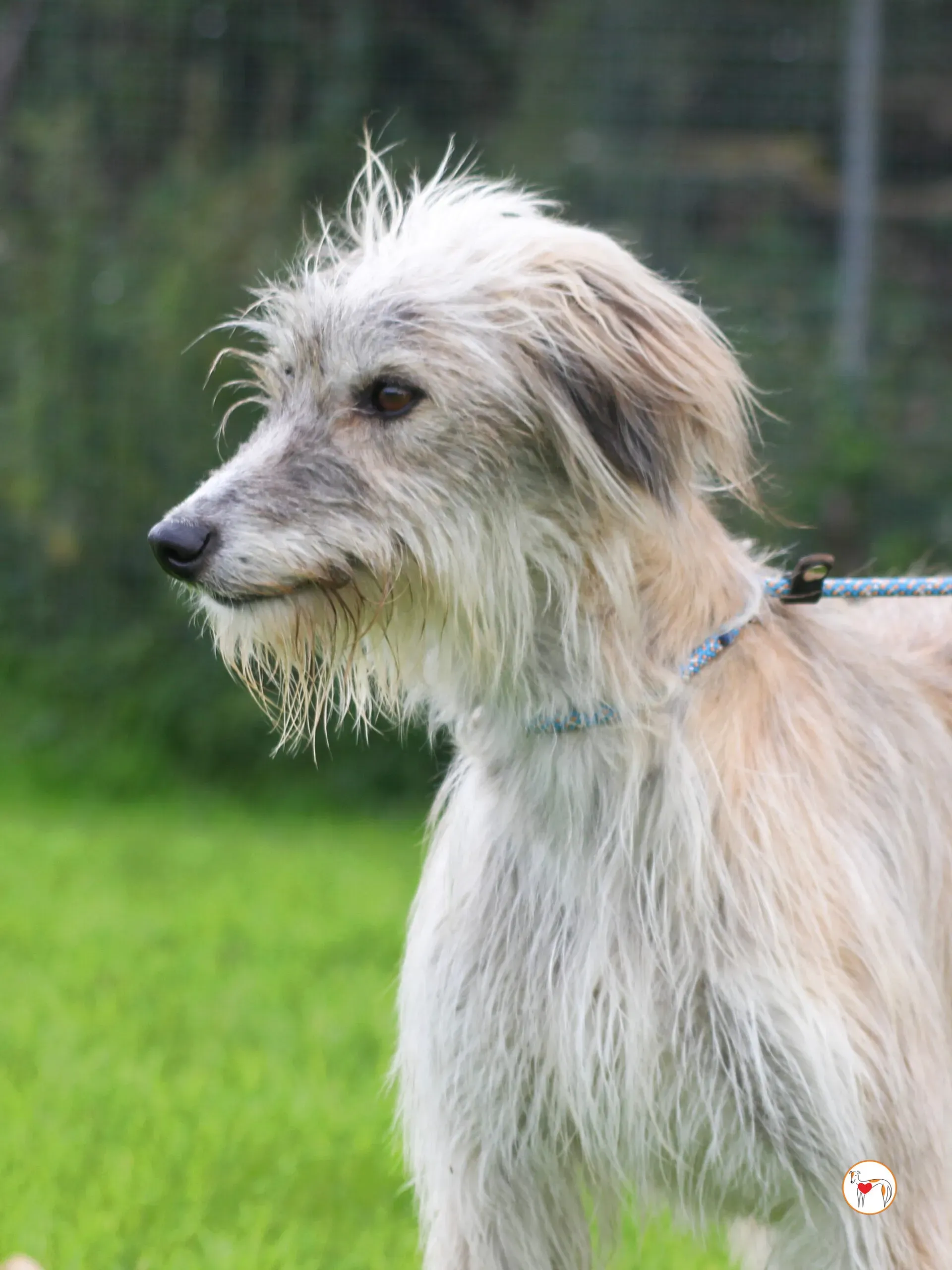 lilly grey adozione 29 scaled