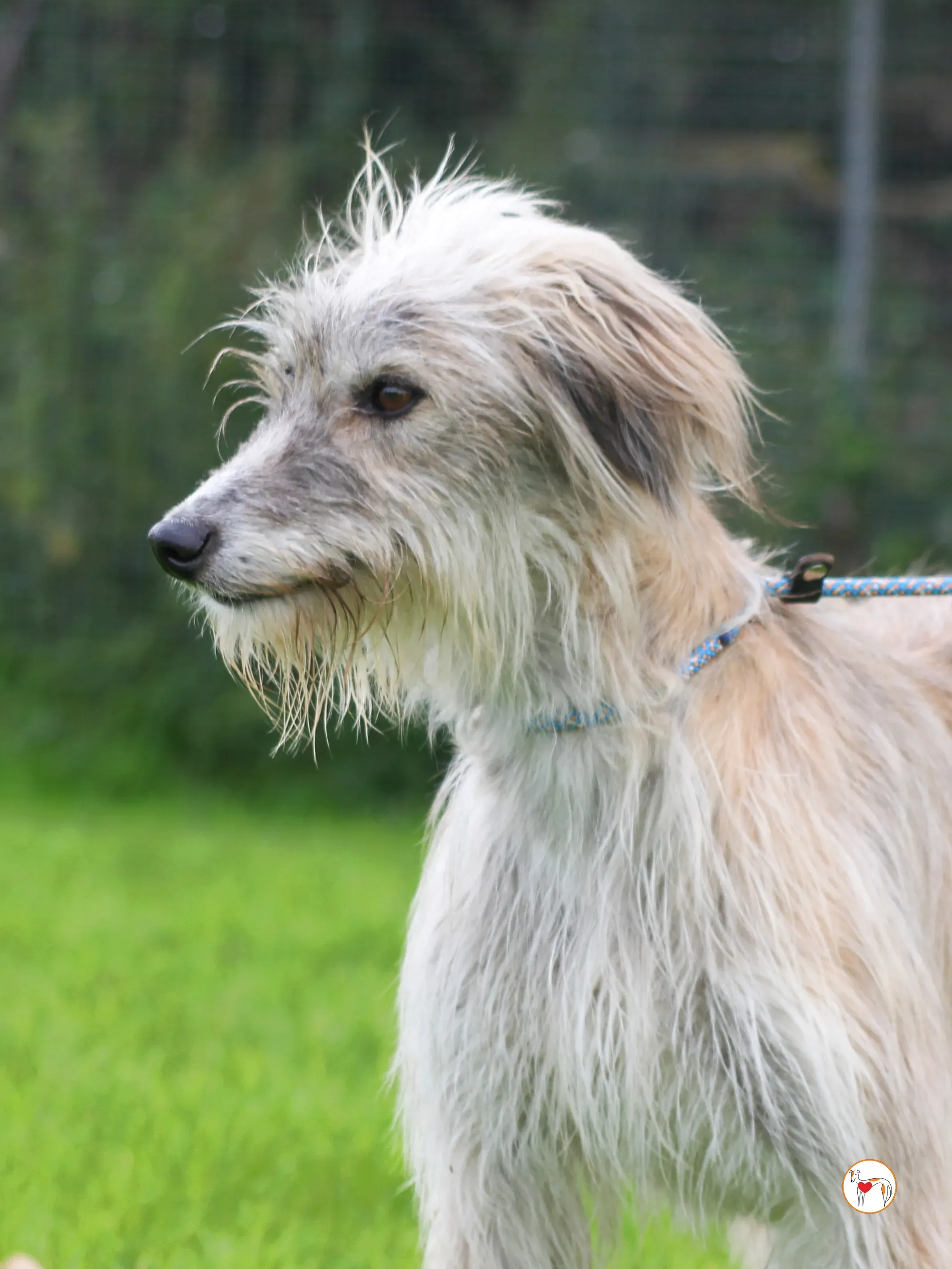 lilly grey adozione 29