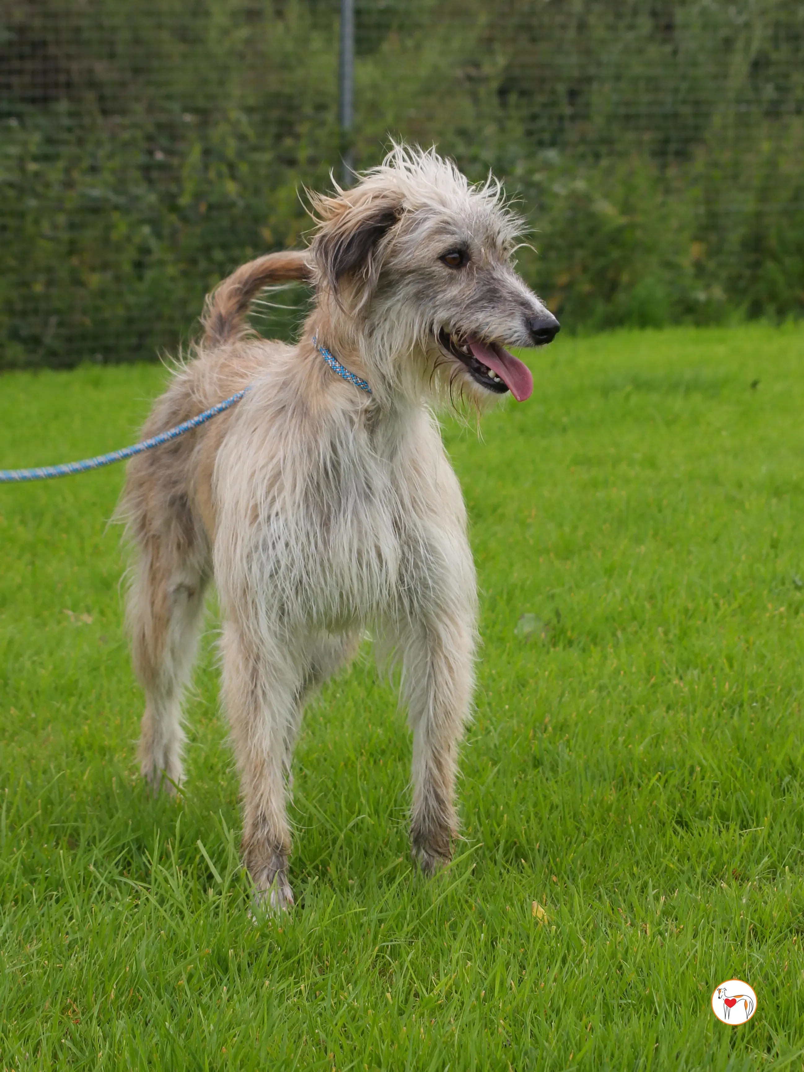 lilly grey adozione 30